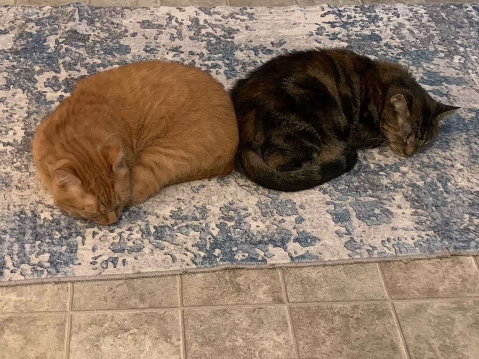 Enlarge Sunny + Edna, an adoptable American Shorthair in Mechanicsburg, PA image 3/6