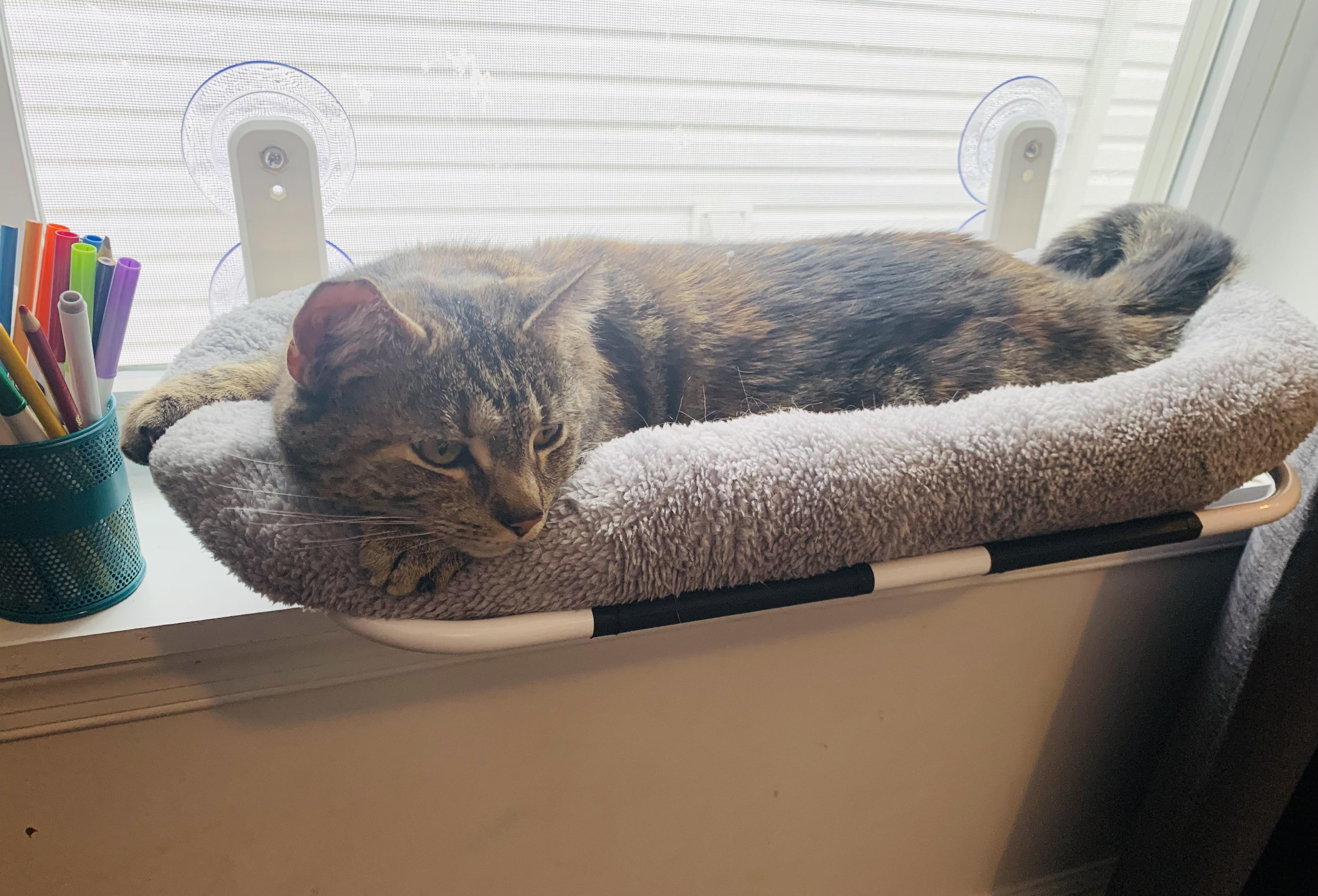 Edna, Adult Female American Shorthair