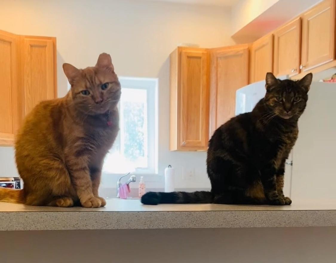 Enlarge Sunny + Edna, an adoptable American Shorthair in Mechanicsburg, PA image 1/6