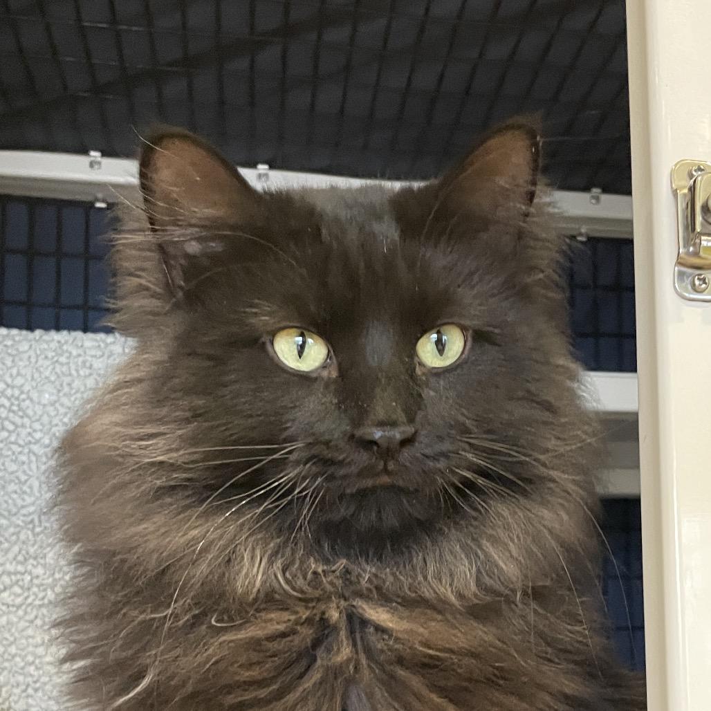 Peppurrmint, Adoptable, Adult Male Domestic Long Hair.