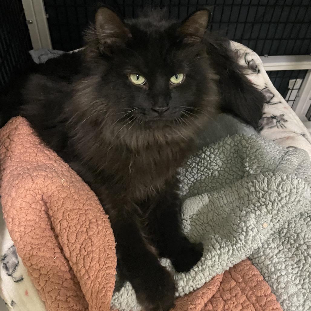 Enlarge Peppurrmint, a Adoptable Domestic Long Hair in Chicago, IL image 2/2