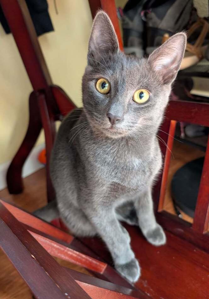 Rumble, Adoptable, Kitten Male Domestic Short Hair.