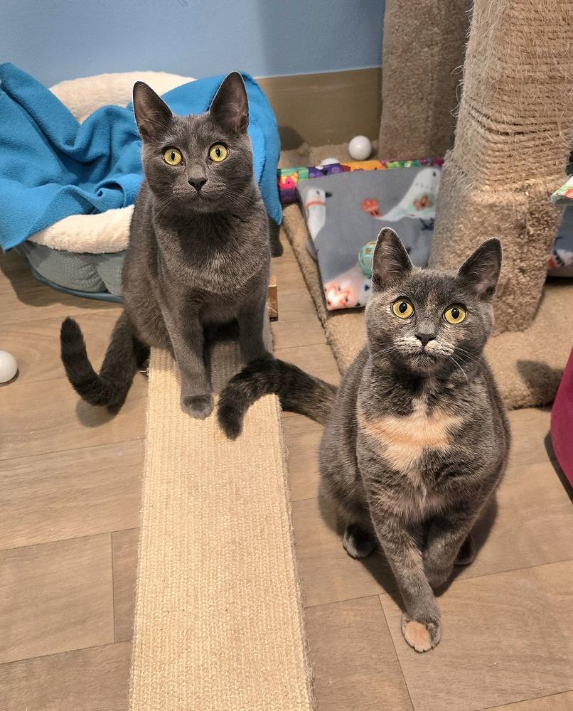 Rumble, Adoptable, Kitten Male Domestic Short Hair.