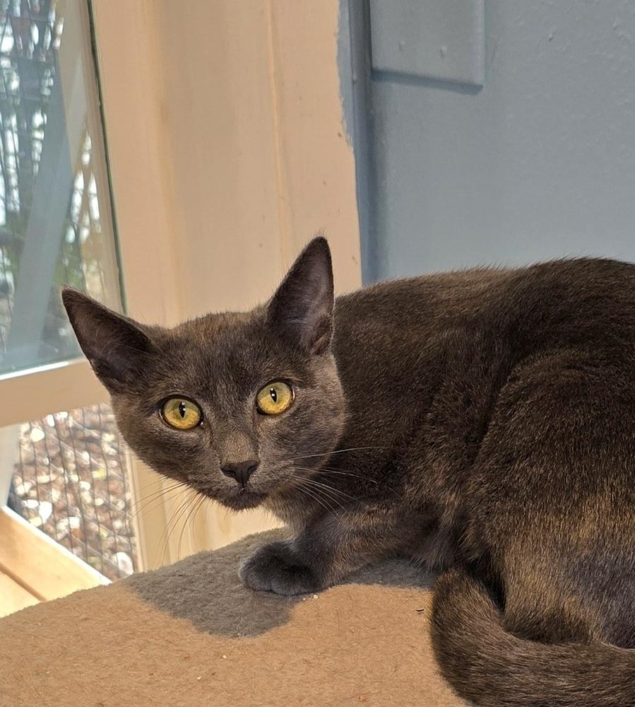 Enlarge Rumble, a Adoptable mixed breed in Vancouver, WA image 2/3