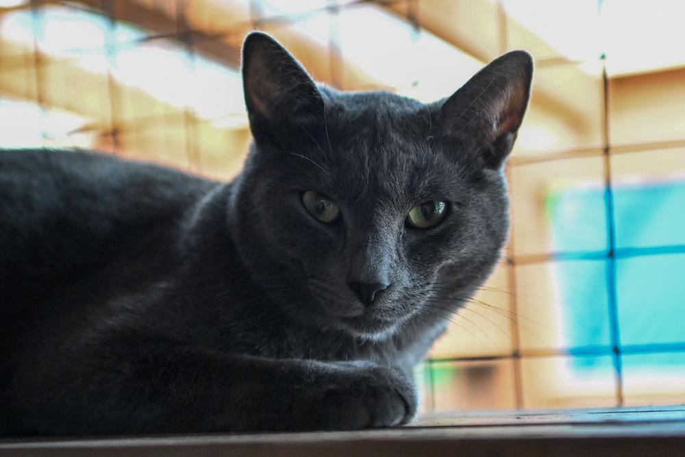 Rumble, a Adoptable mixed breed in Vancouver, WA image 3/5