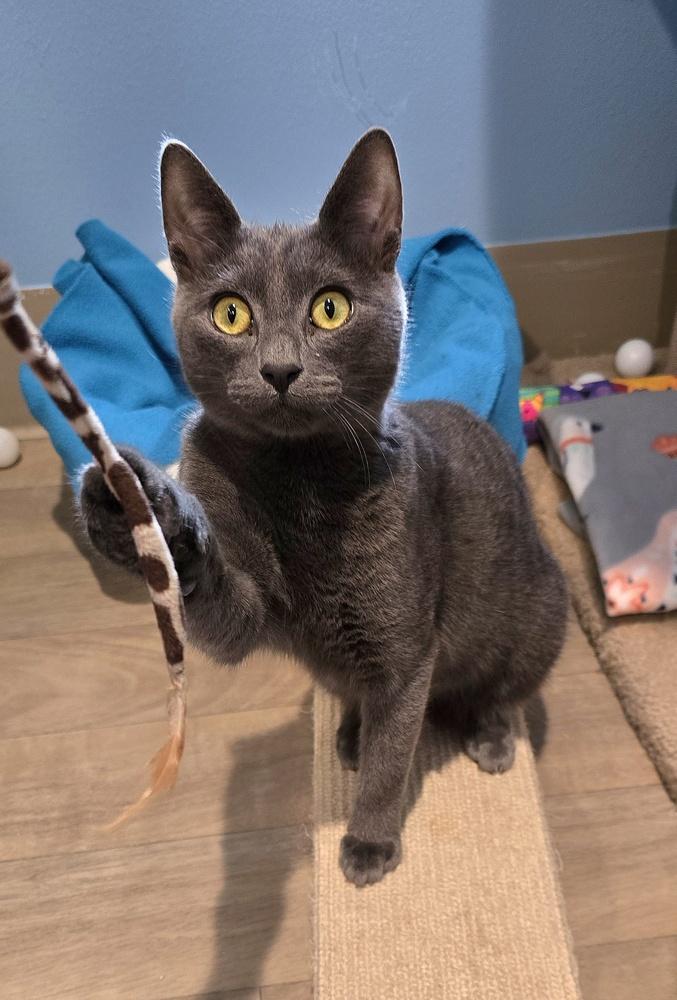 Enlarge Rumble, a Adoptable mixed breed in Vancouver, WA image 3/3