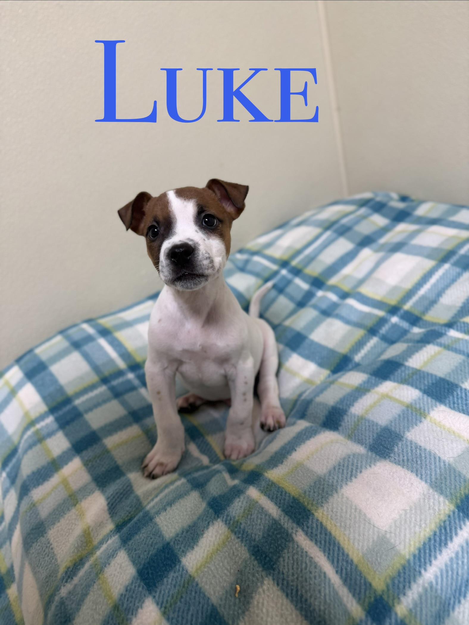 Luke, ADOPTABLE, Puppy Male Mixed Breed.