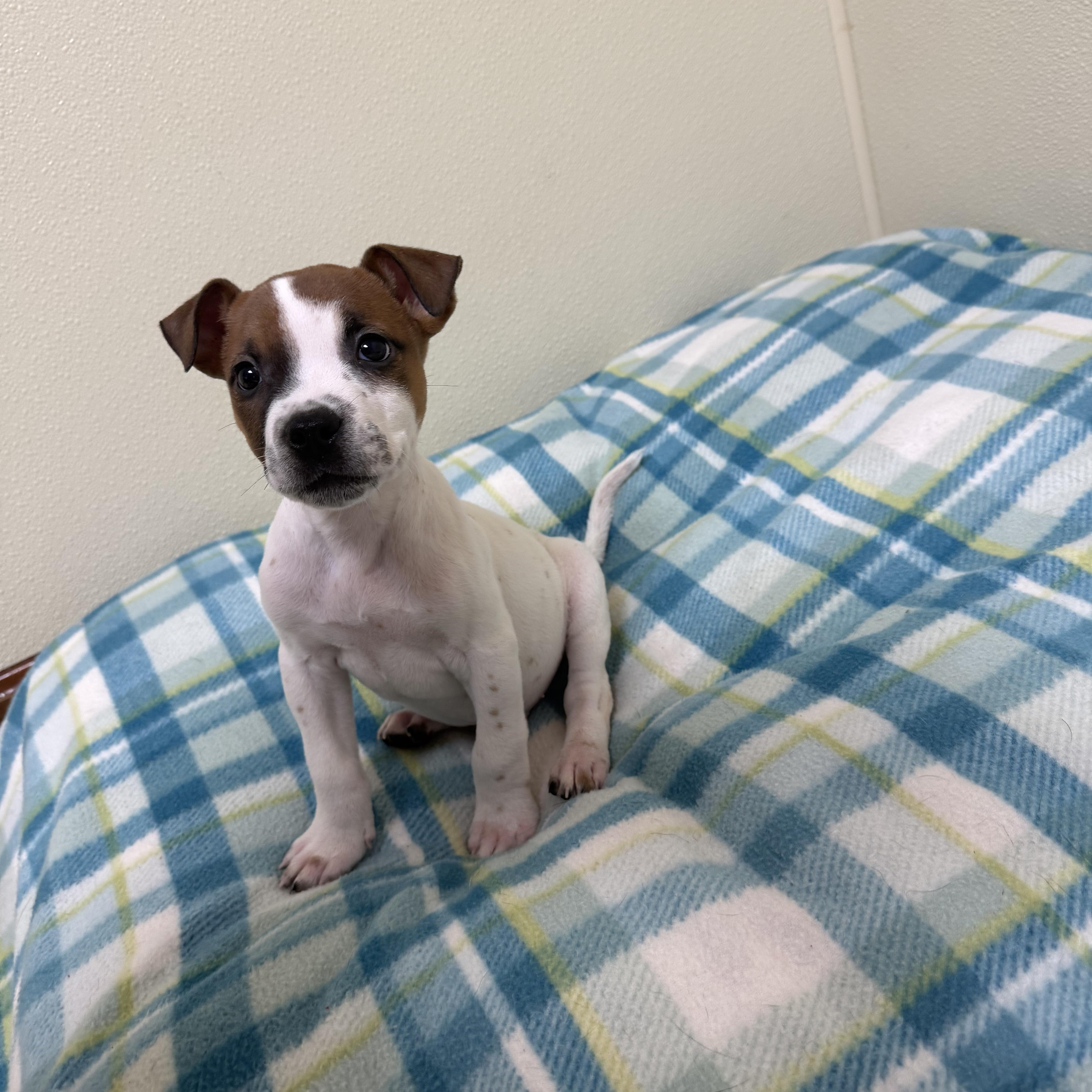 Luke, a ADOPTABLE mixed breed in Douglas, MA image 2/5