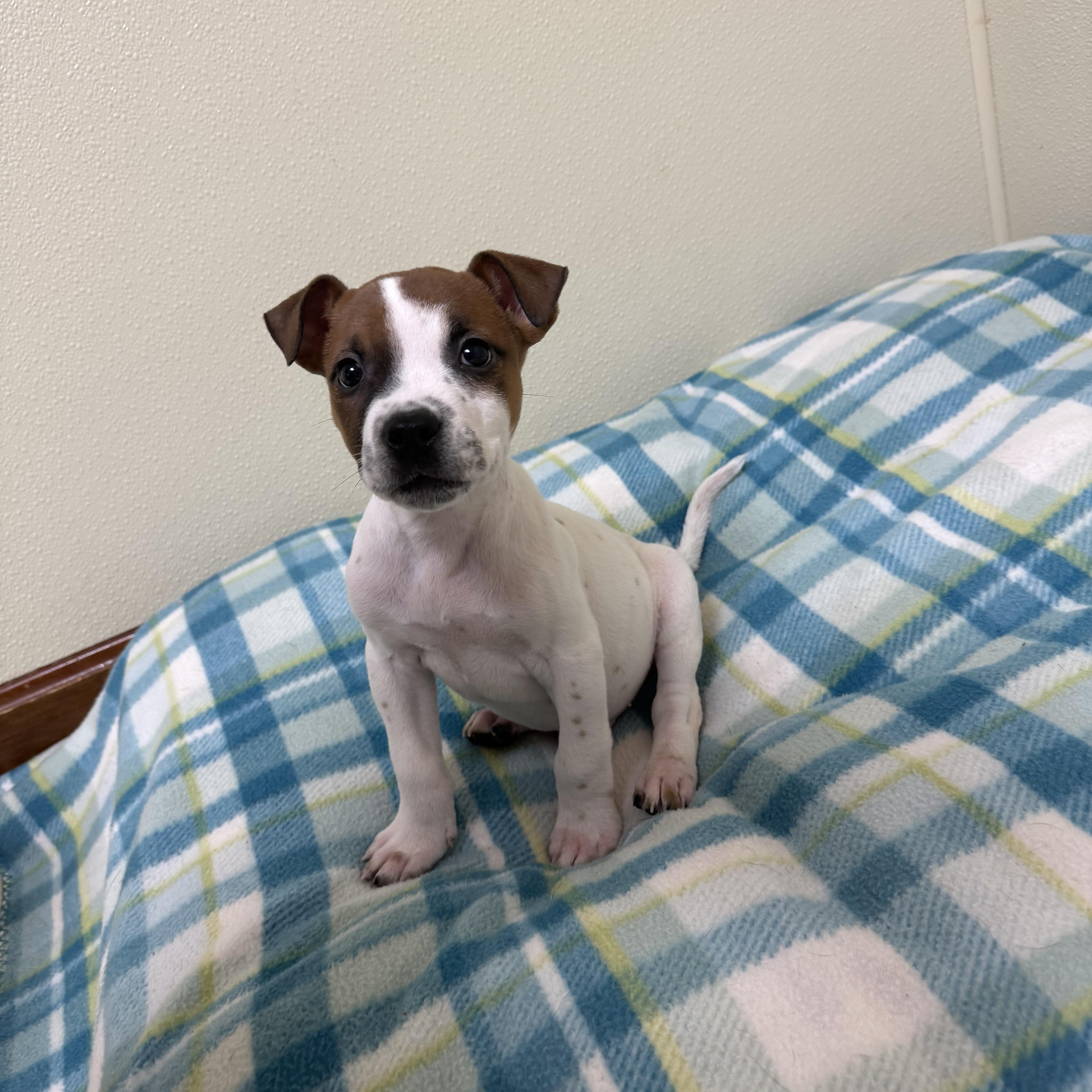 Luke, a ADOPTABLE mixed breed in Douglas, MA image 3/5