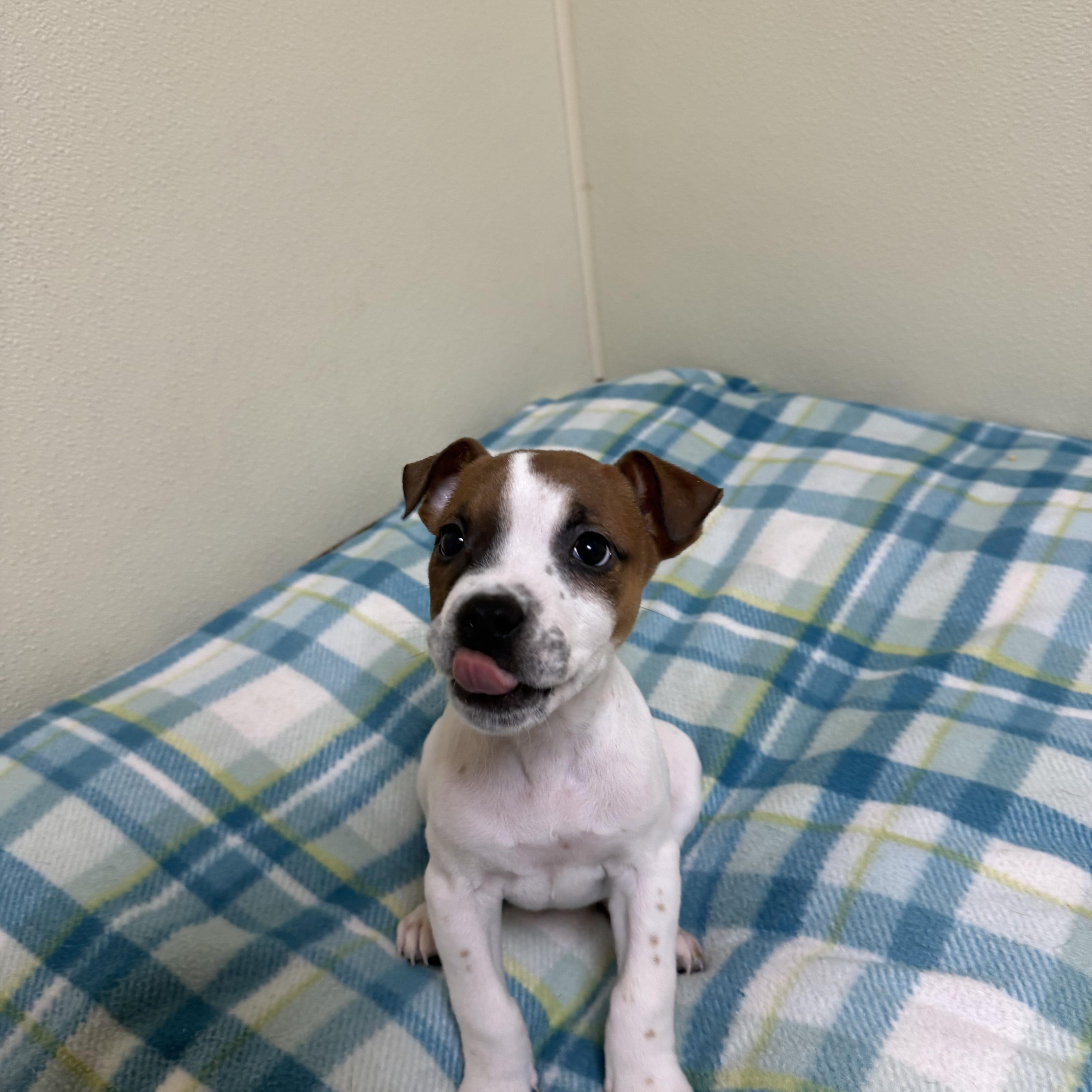 Luke, a ADOPTABLE mixed breed in Douglas, MA image 4/5