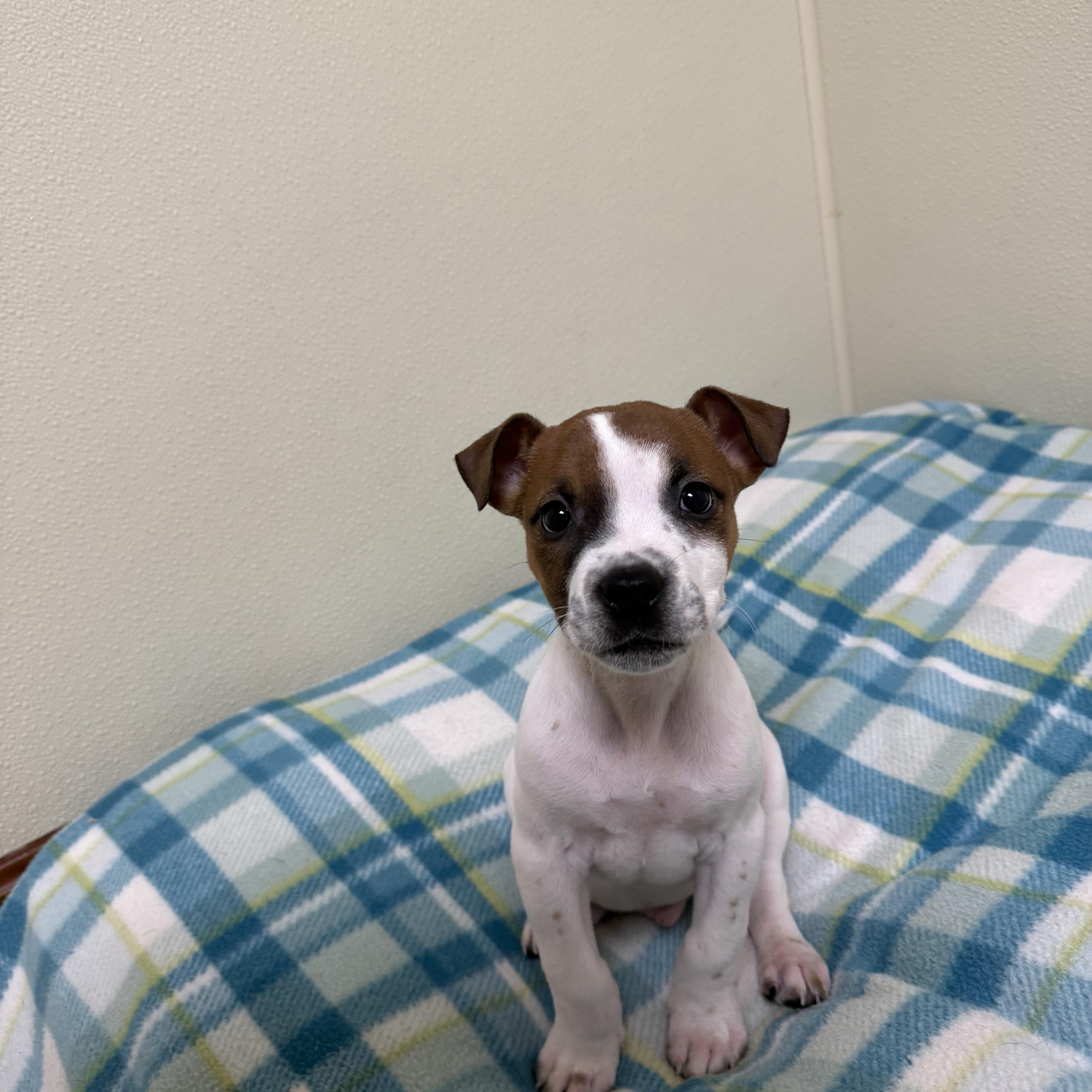 Luke, a ADOPTABLE mixed breed in Douglas, MA image 5/5