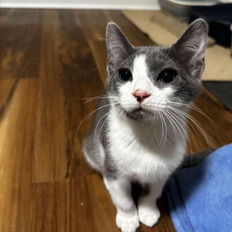 Enlarge Sapphi (bonded with Tokyo), a Adoptable Domestic Short Hair in Lawrenceville, GA image 3/5