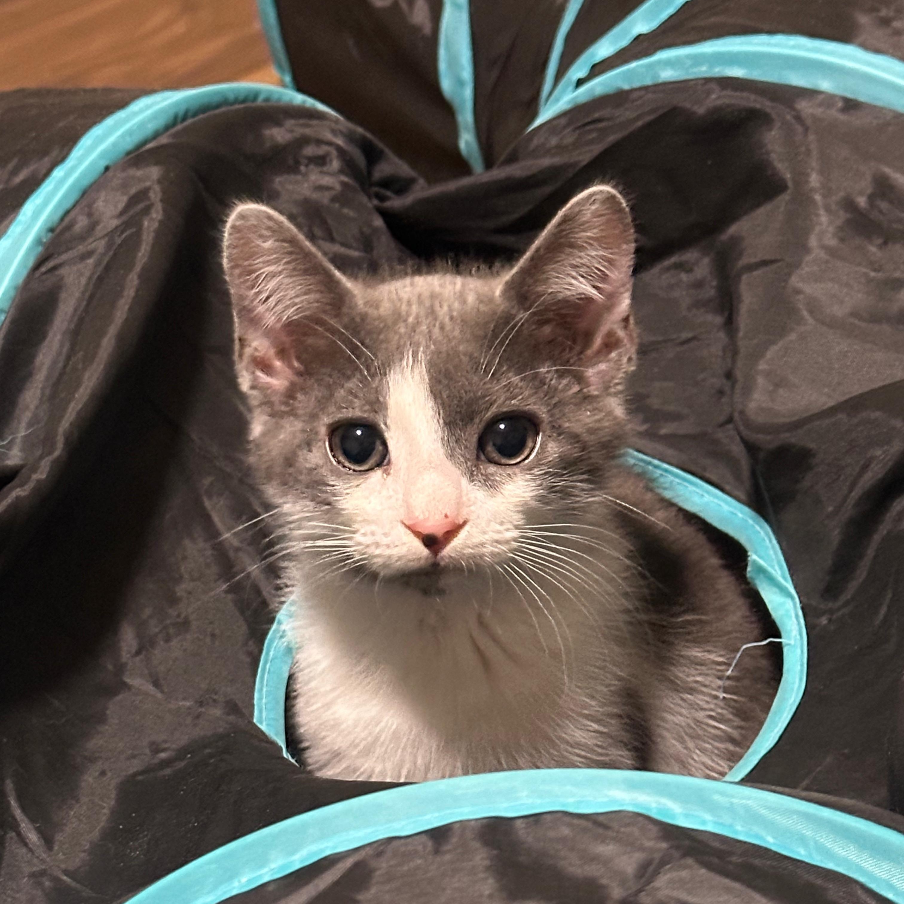 Enlarge Sapphi (bonded with Tokyo), a Adoptable Domestic Short Hair in Lawrenceville, GA image 1/5