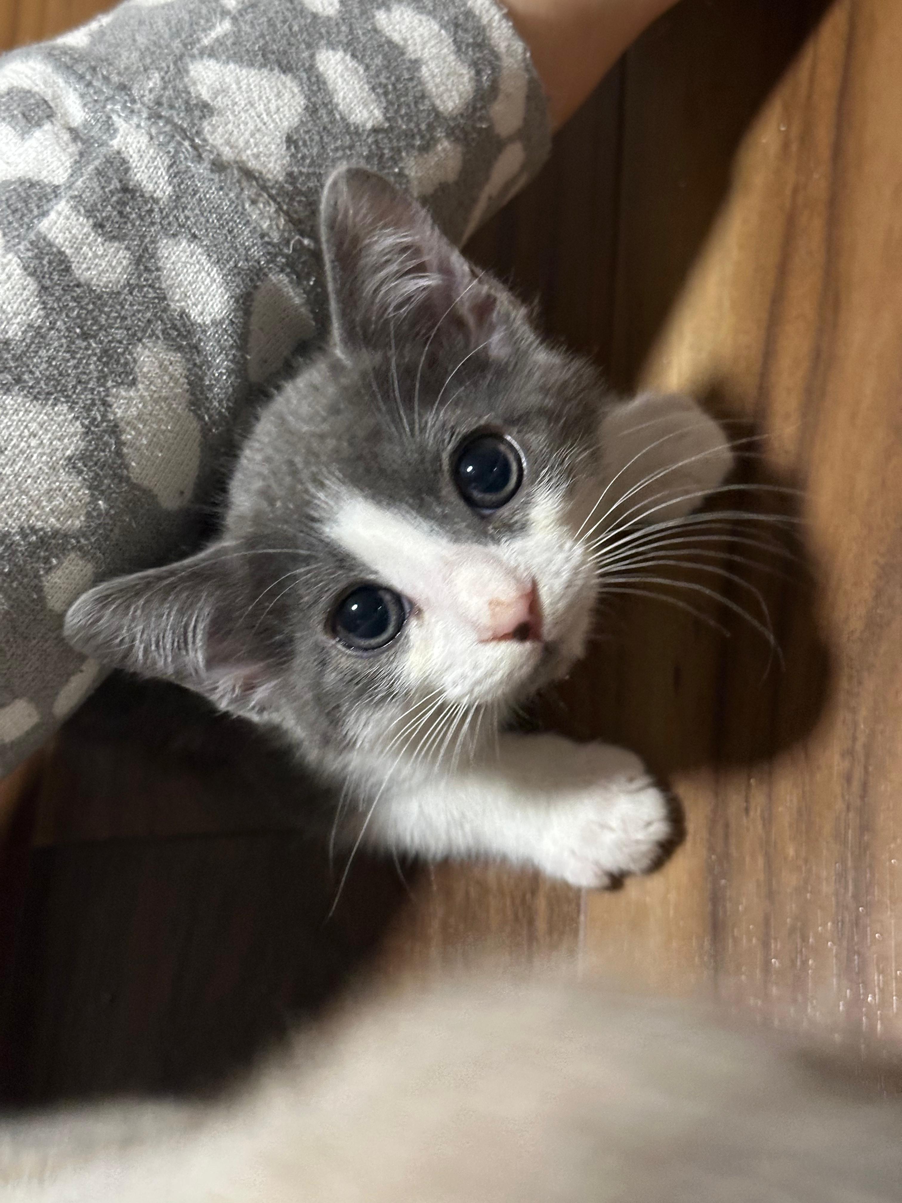 Enlarge Sapphi (bonded with Tokyo), a Adoptable Domestic Short Hair in Lawrenceville, GA image 2/5