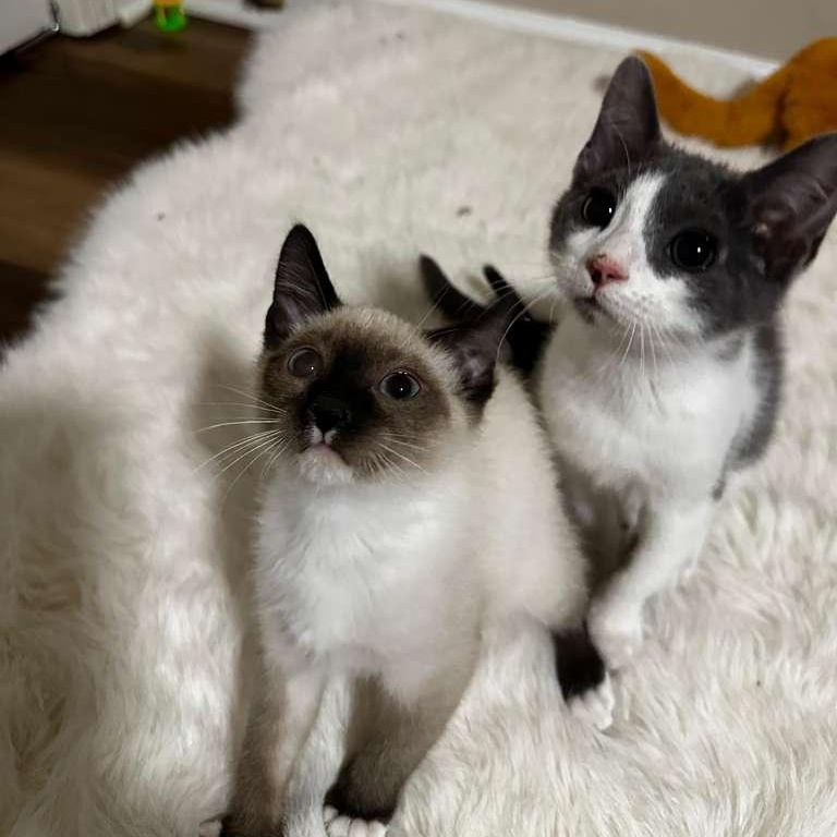 Enlarge Sapphi (bonded with Tokyo), a Adoptable Domestic Short Hair in Lawrenceville, GA image 5/5