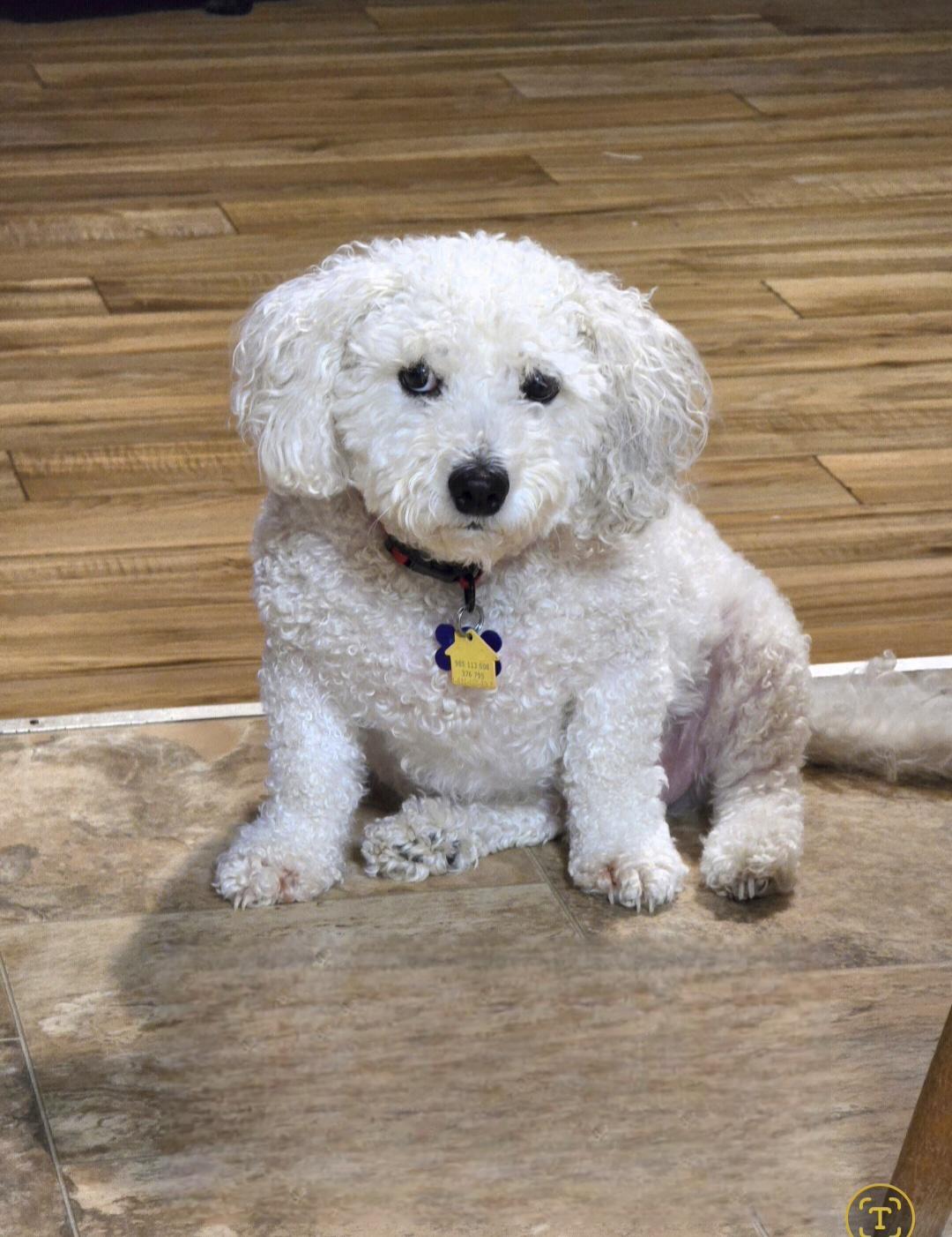 Teddy, ADOPTABLE, Adult Male Bichon Frise.