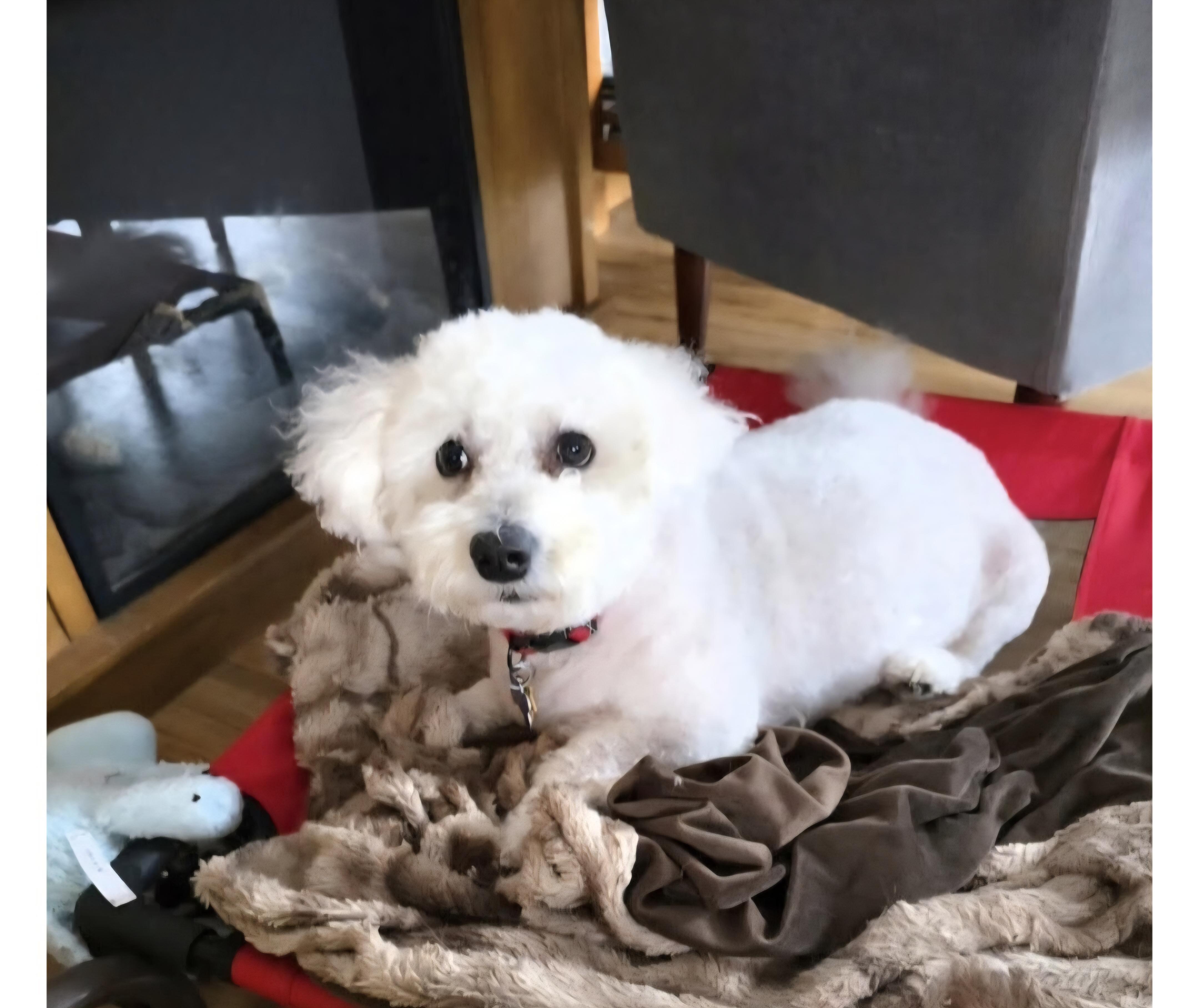 Enlarge Teddy, a ADOPTABLE Bichon Frise in Jamestown, ND image 2/5