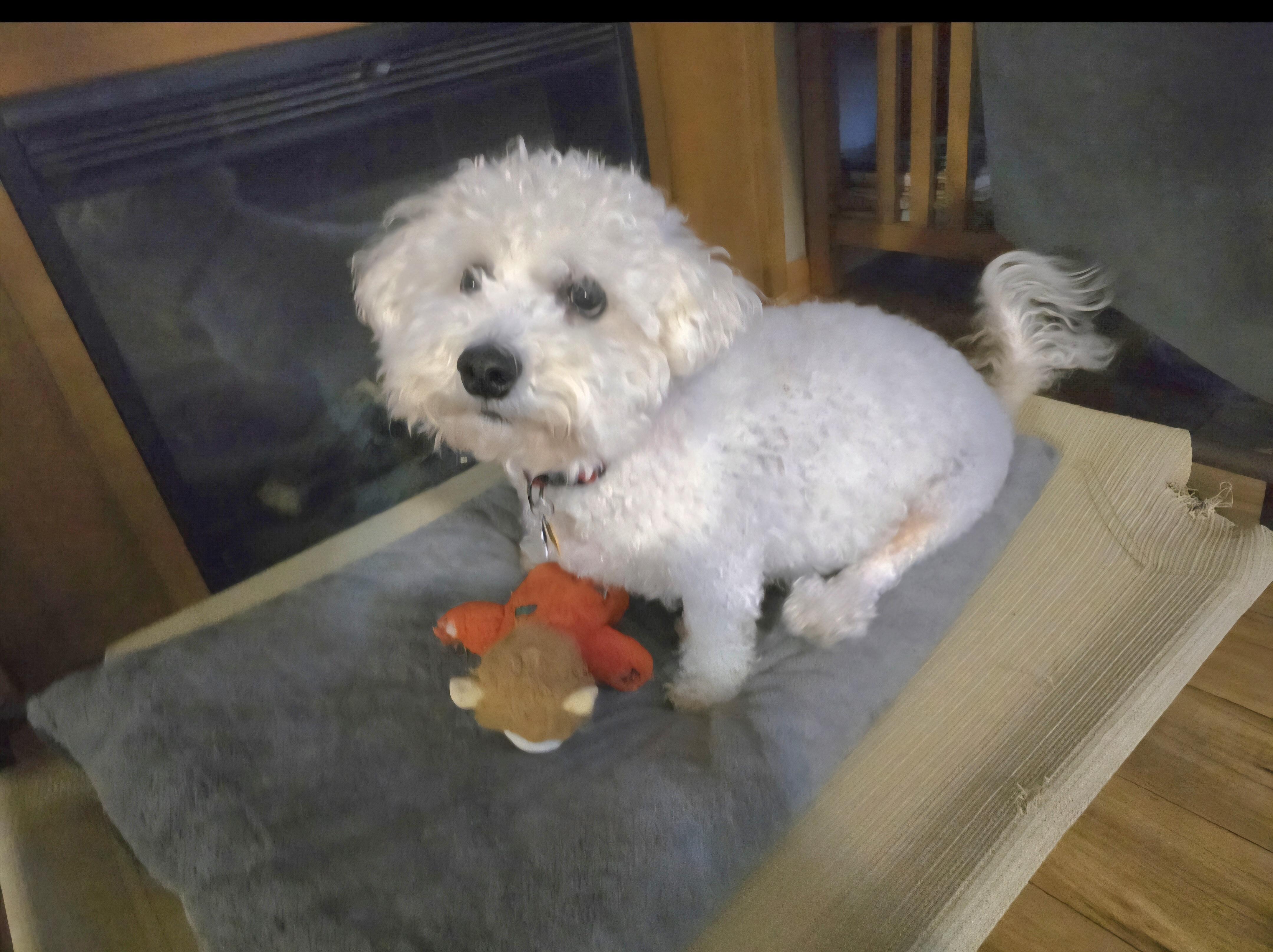 Enlarge Teddy, a ADOPTABLE Bichon Frise in Jamestown, ND image 3/5