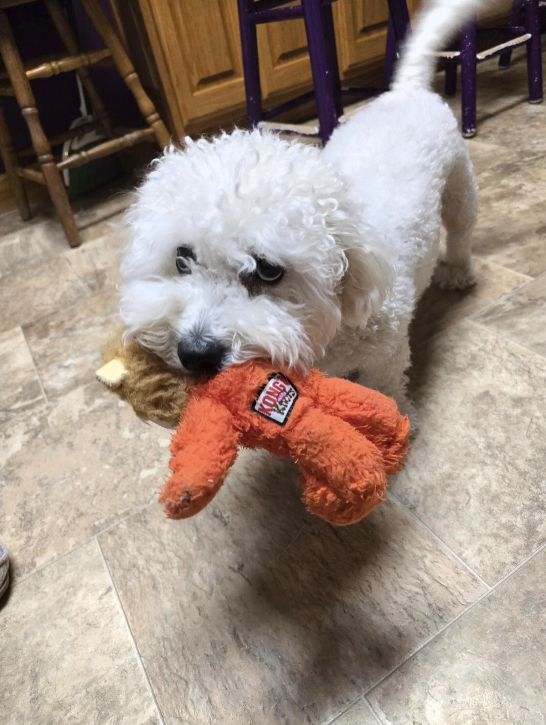 Enlarge Teddy, a ADOPTABLE Bichon Frise in Jamestown, ND image 5/5