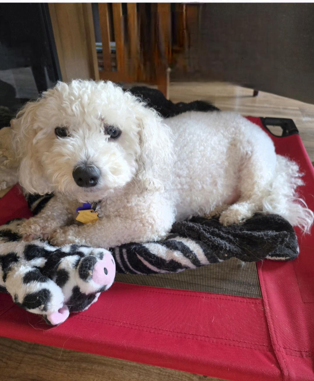 Enlarge Teddy, a ADOPTABLE Bichon Frise in Jamestown, ND image 4/5