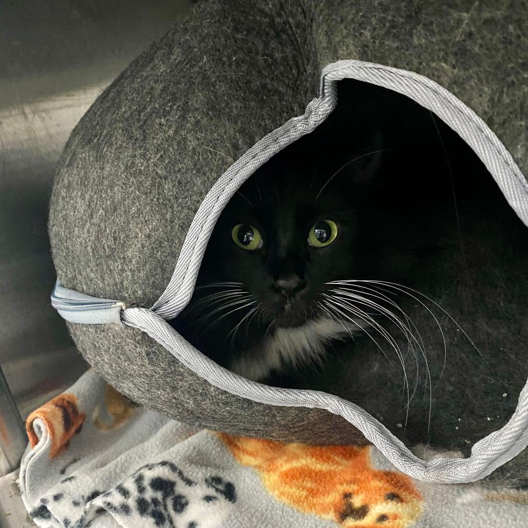 Maya, Adoptable, Adult Female Domestic Long Hair.