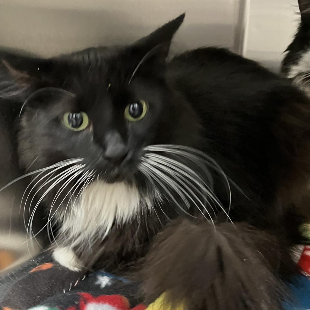 Enlarge Maya, a Adoptable Domestic Long Hair in Grand Rapids, MI image 2/2