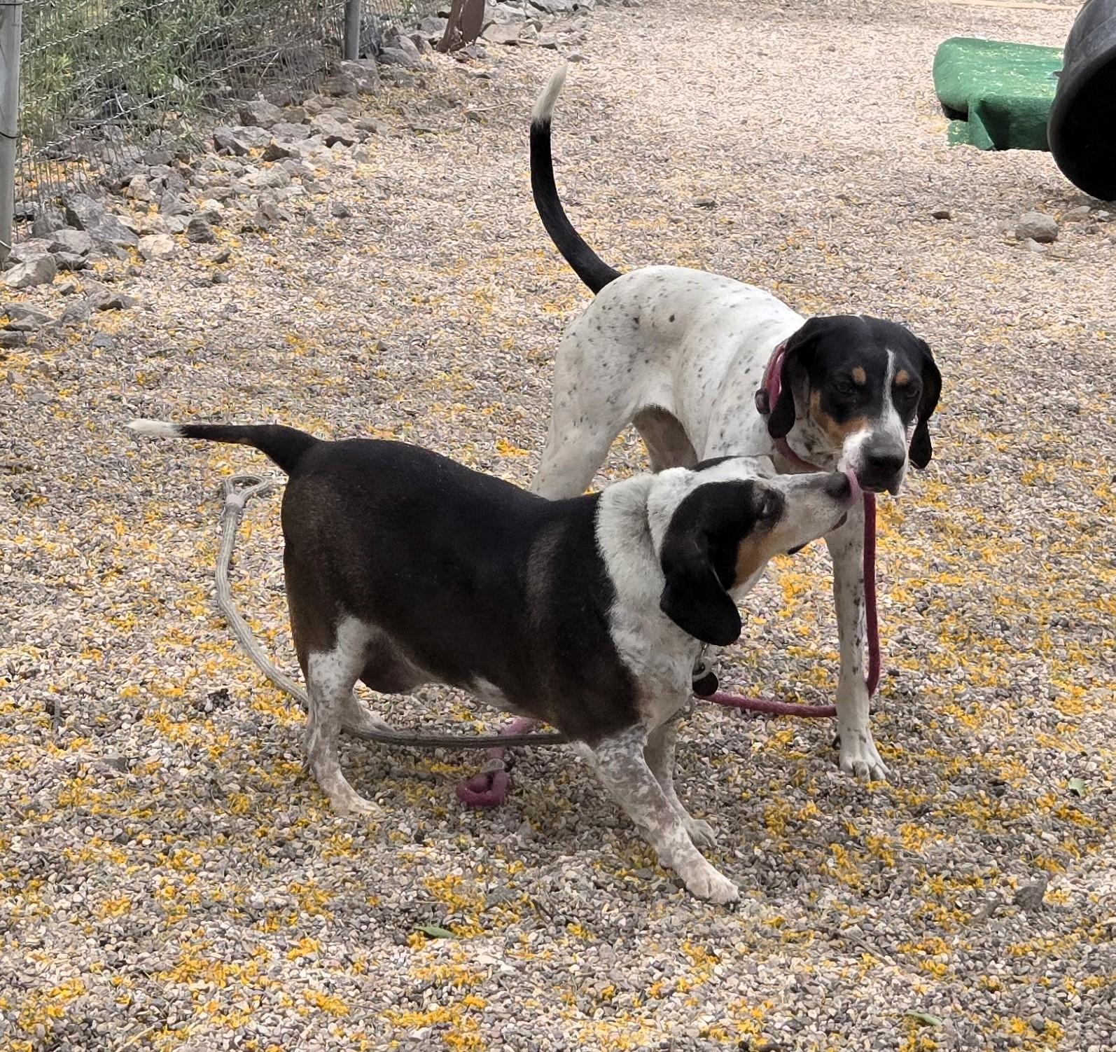 Enlarge COURTESY POST Harry, a ADOPTABLE mixed breed in Tucson, AZ image 3/4