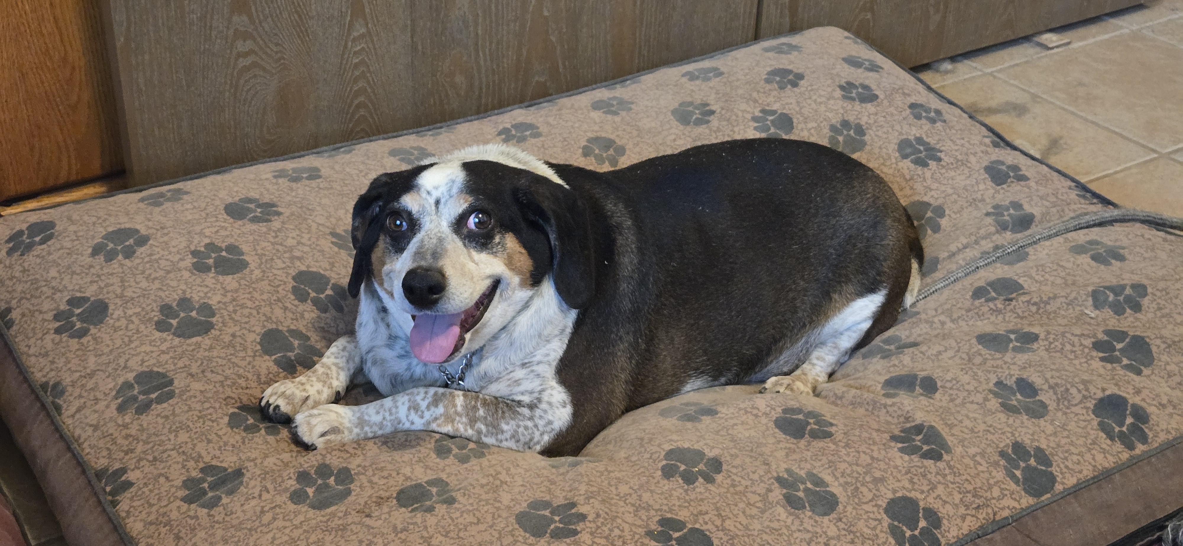 Enlarge COURTESY POST Harry, a ADOPTABLE mixed breed in Tucson, AZ image 1/4