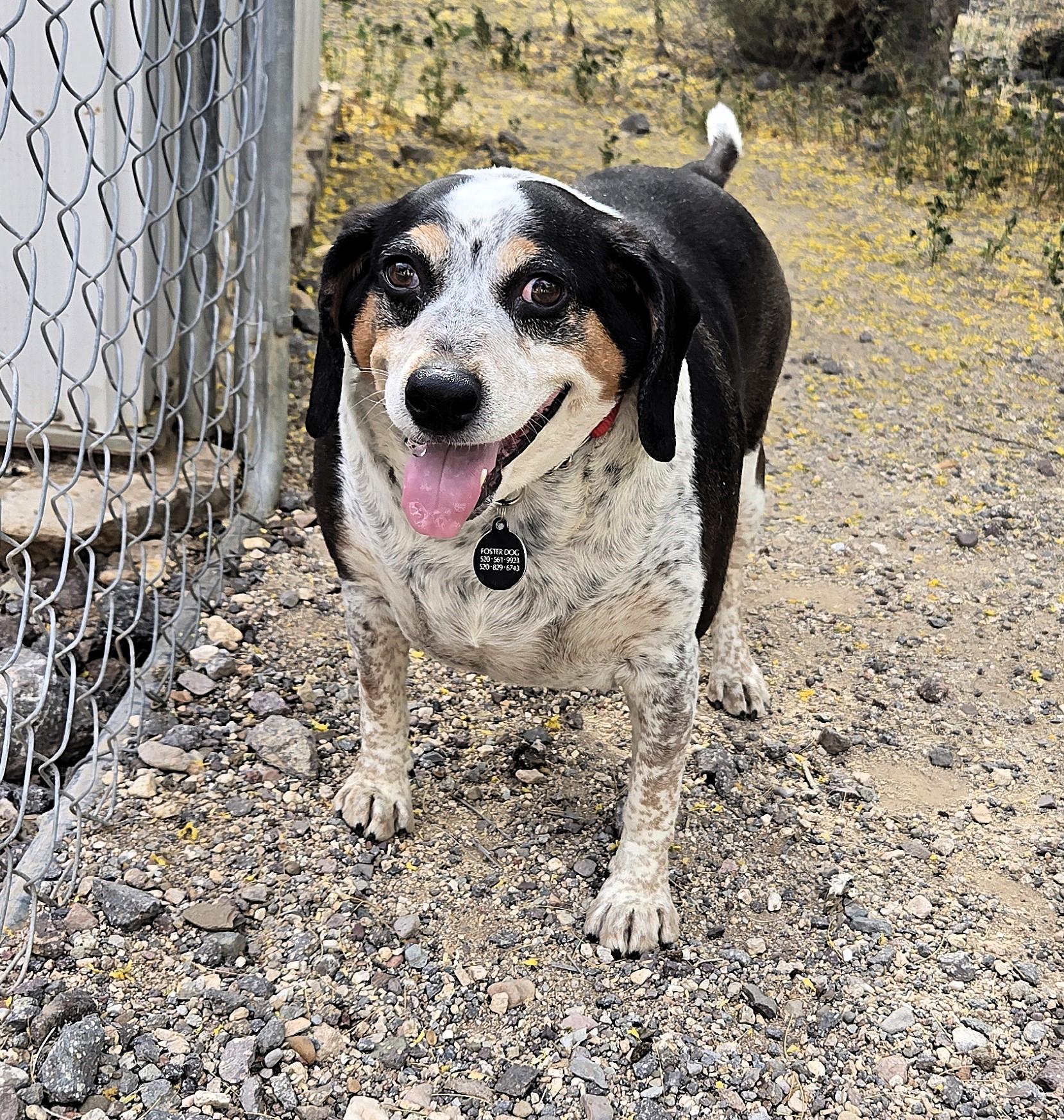 Enlarge COURTESY POST Harry, a ADOPTABLE mixed breed in Tucson, AZ image 4/4