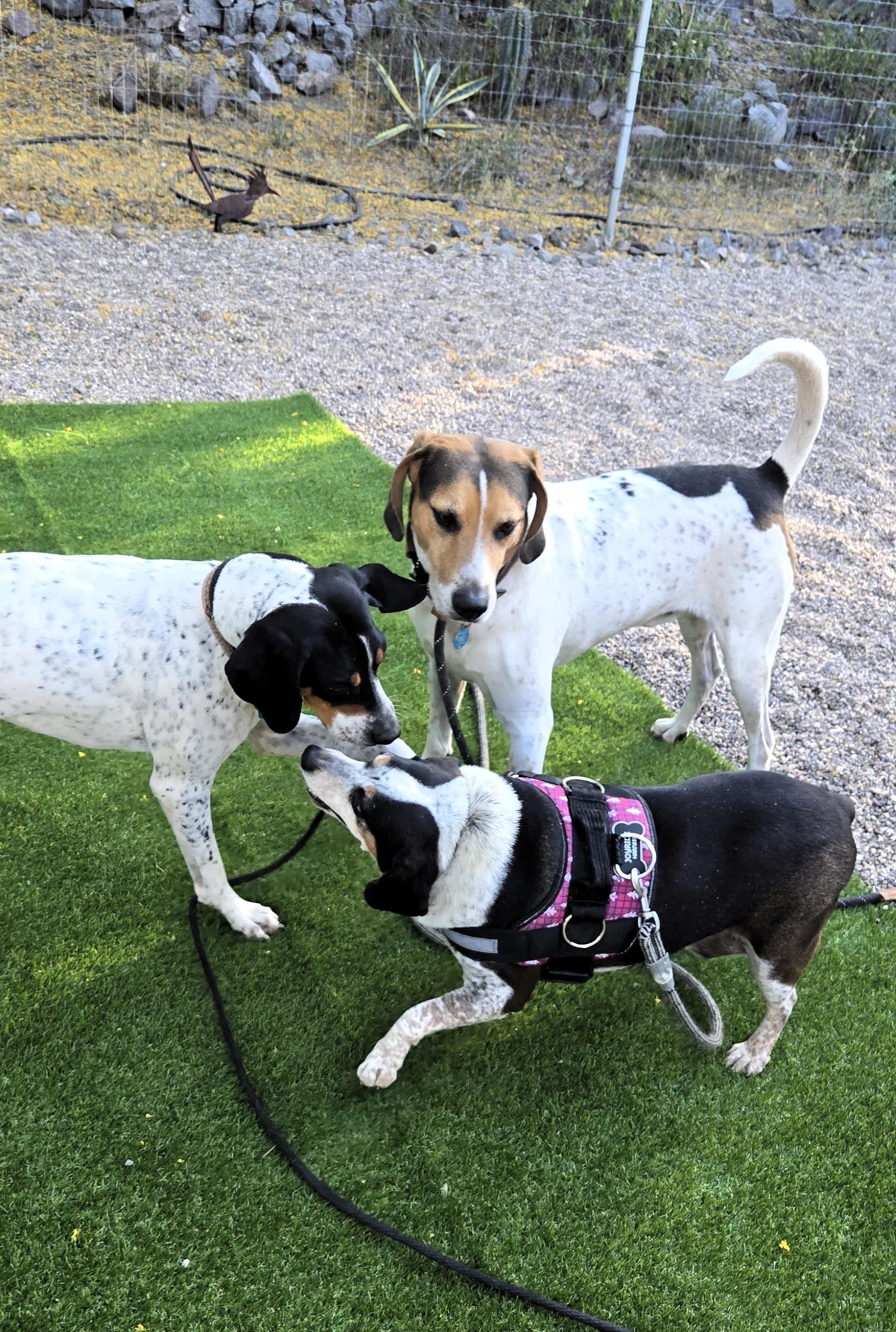 Enlarge COURTESY POST Harry, a ADOPTABLE mixed breed in Tucson, AZ image 2/4