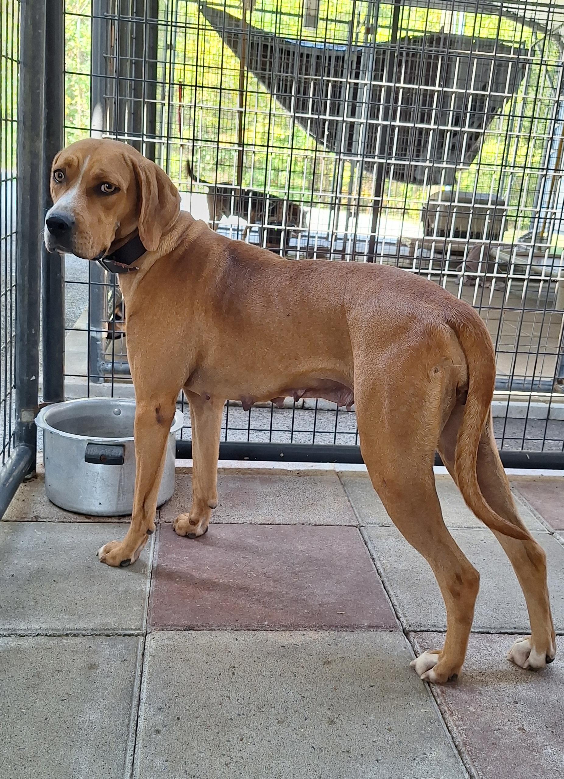 Sadie, an adoptable mixed breed in Stanton, KY image 2/6