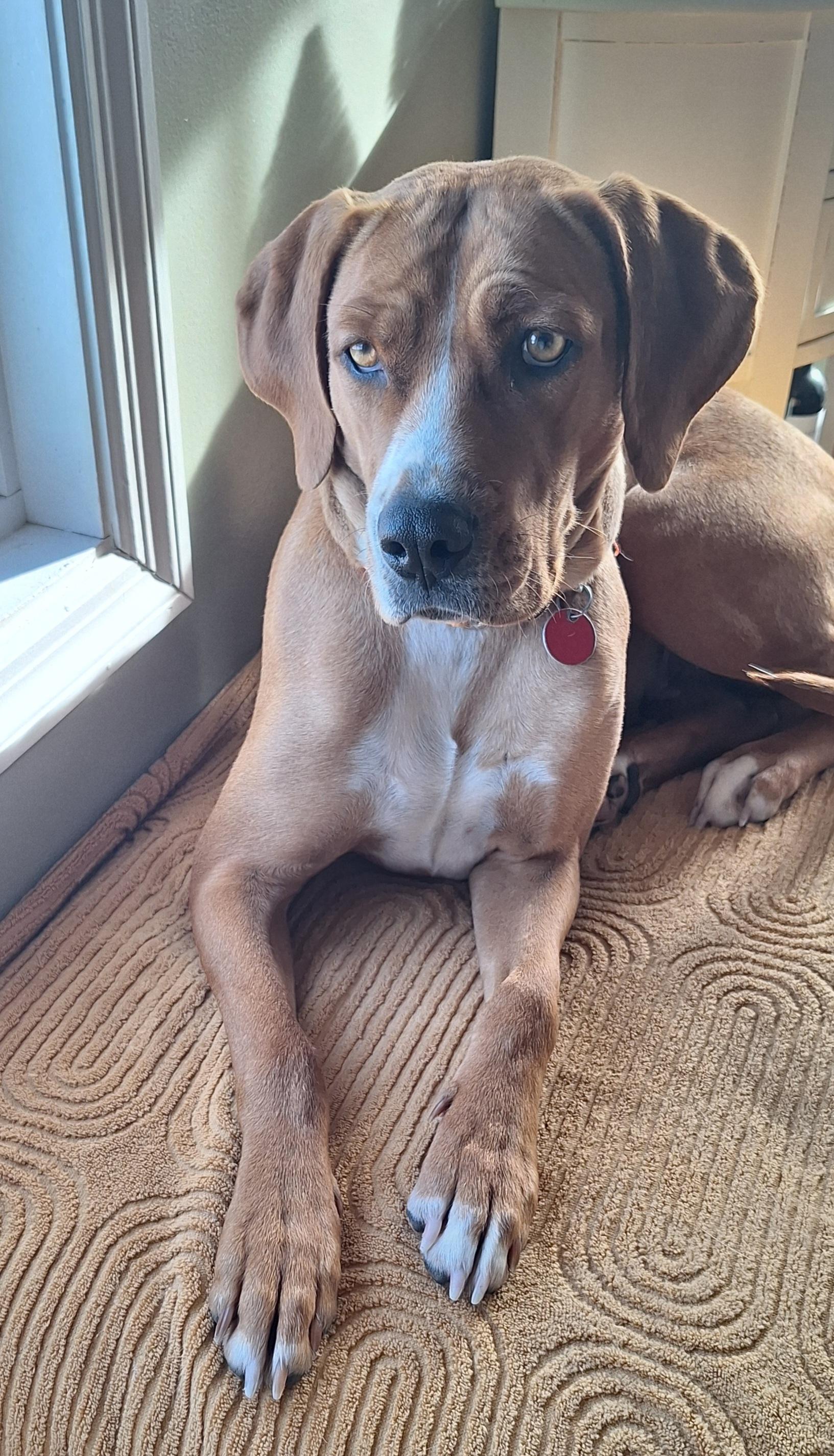 Enlarge Sadie - inquiry pending, an adoption pending mixed breed in Stanton, KY image 2/6