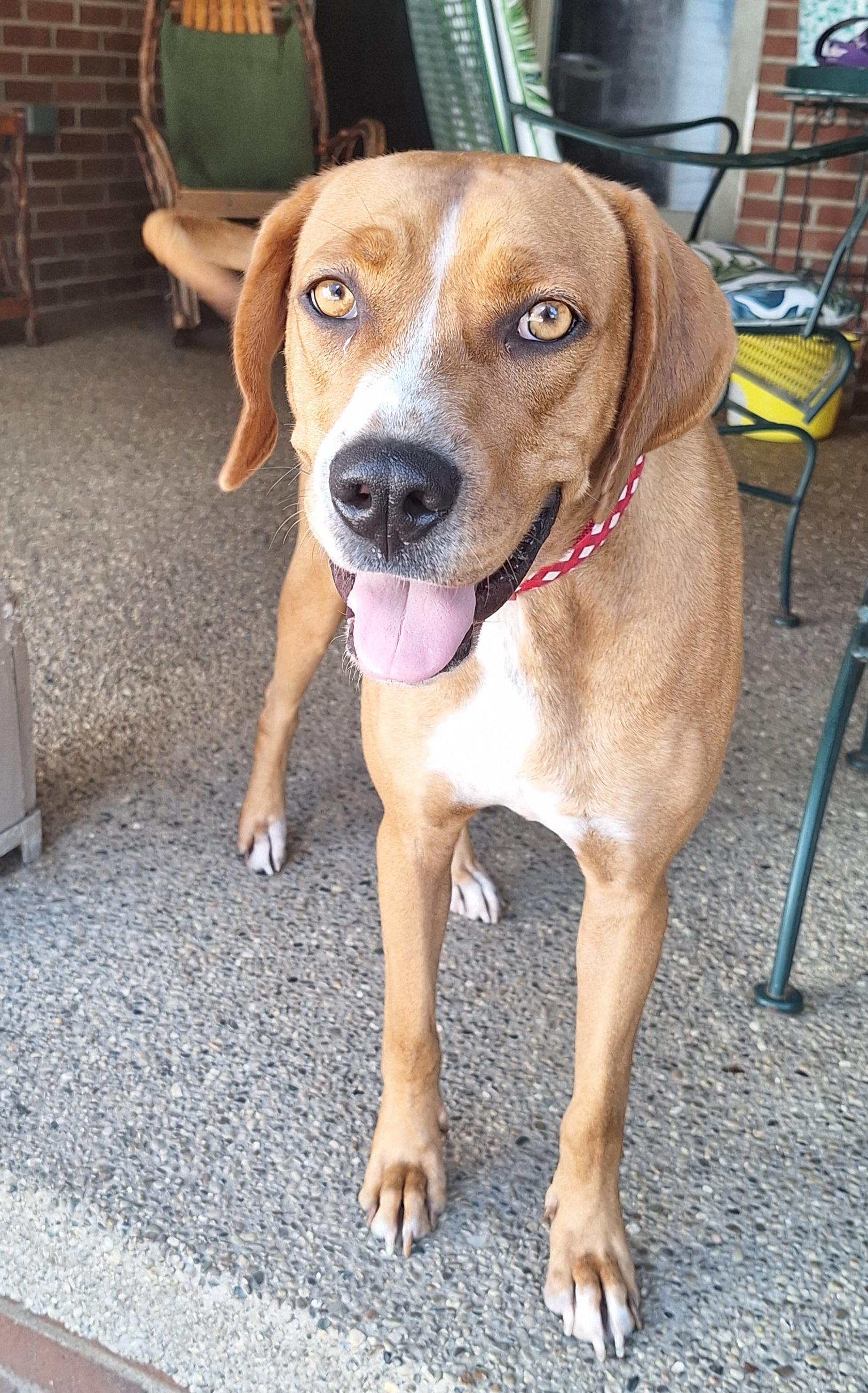 Sadie, an adoptable mixed breed in Stanton, KY image 3/6