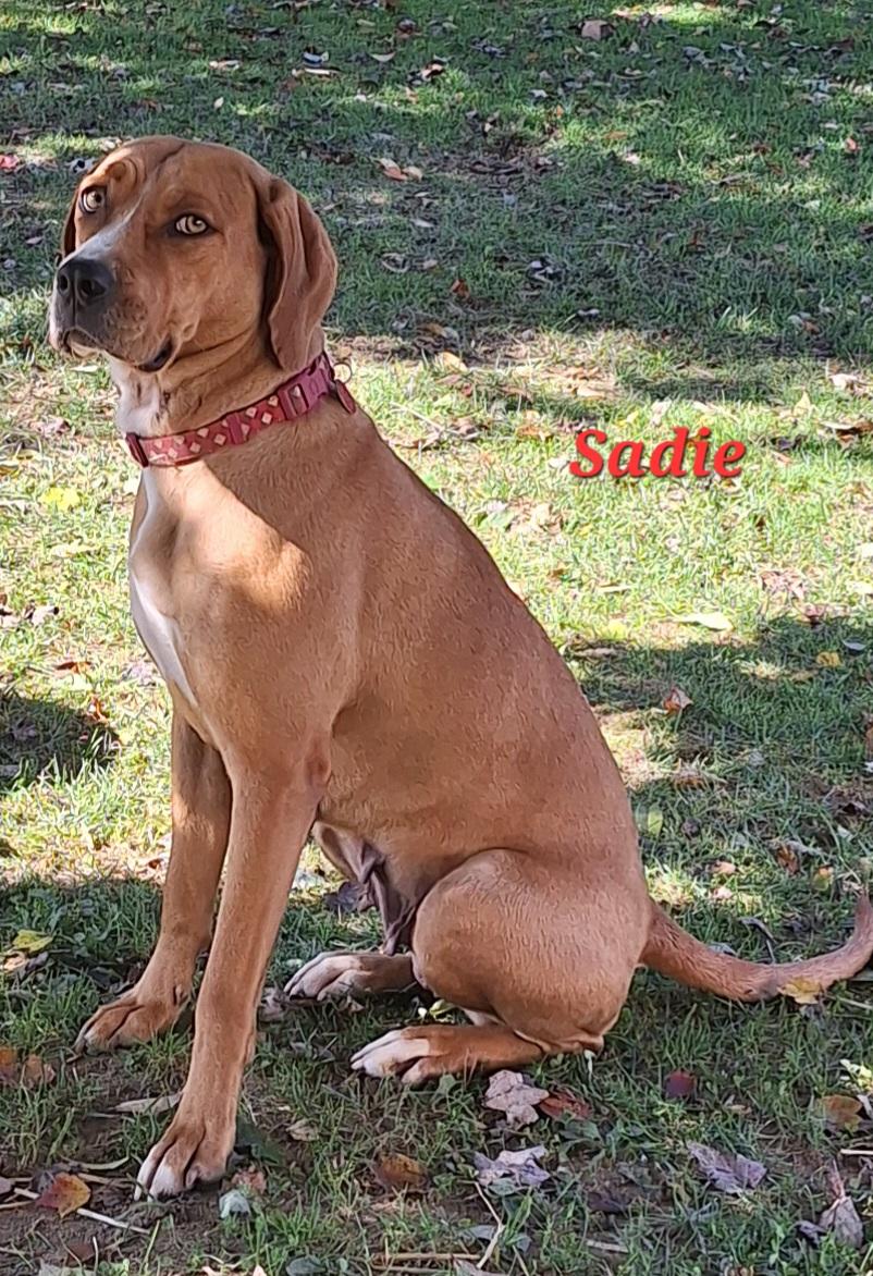 Sadie, adoptable, Adult Female Redbone Coonhound & Hound.