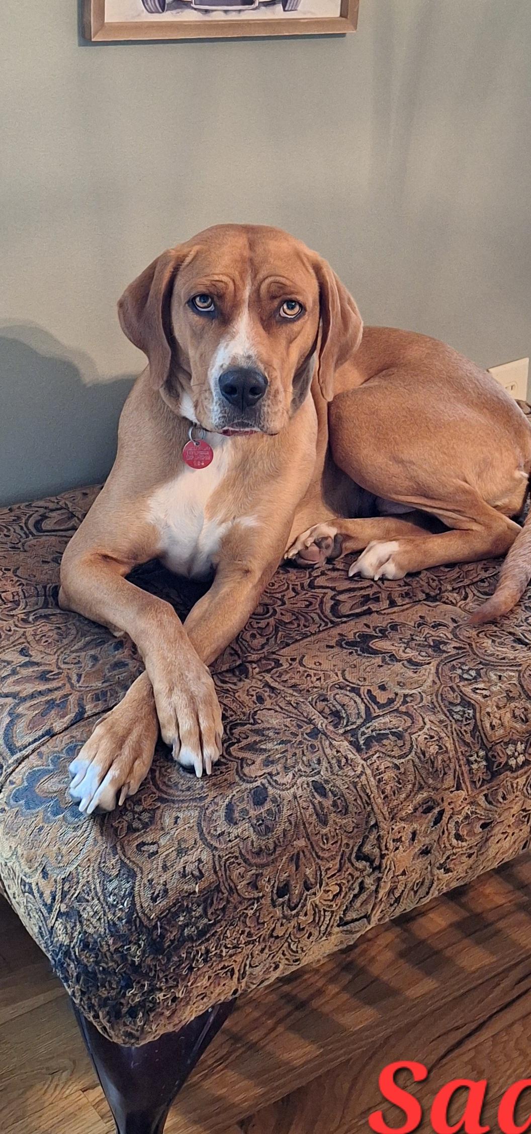 Sadie, an adoptable mixed breed in Stanton, KY image 6/6