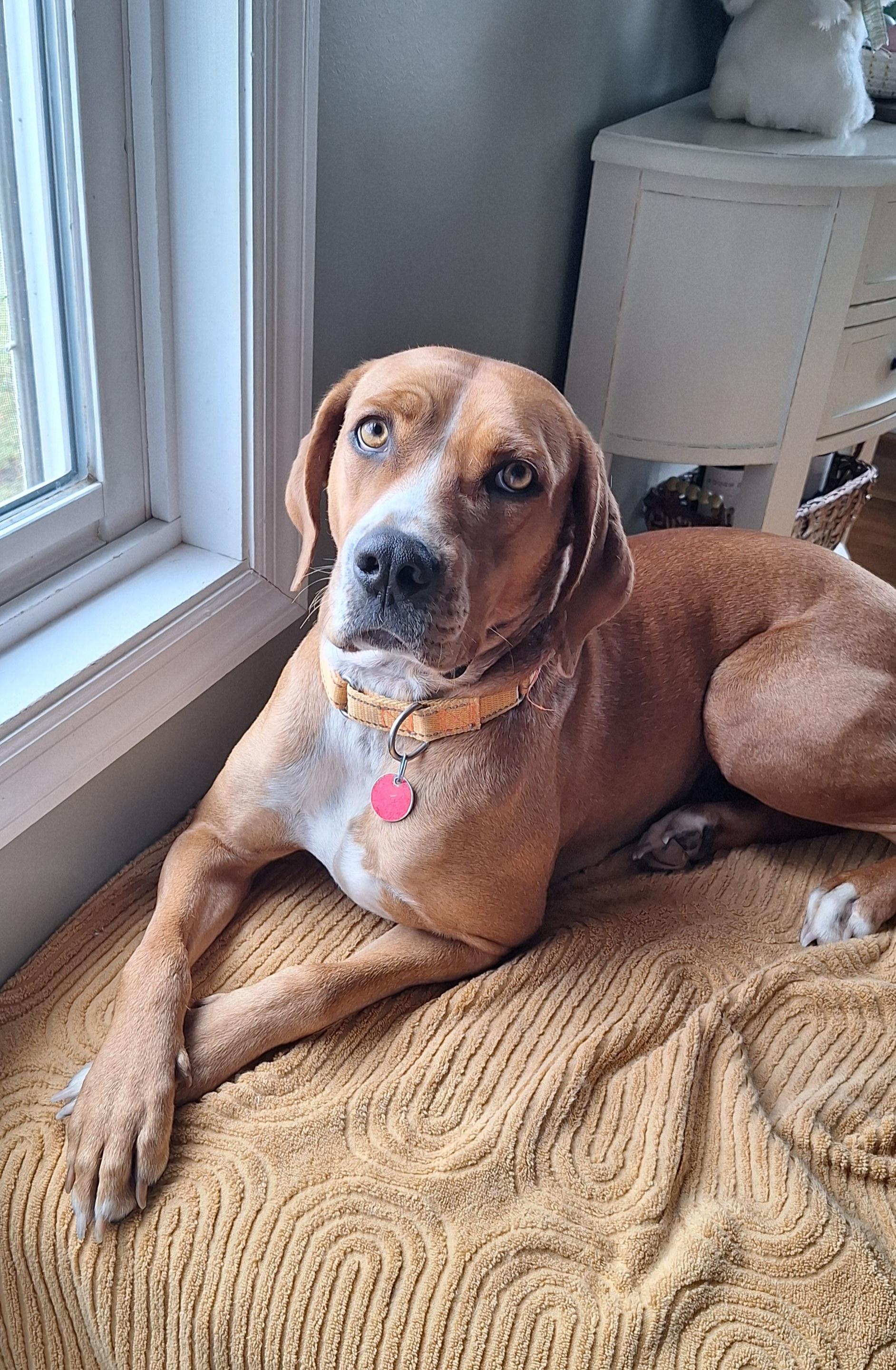 Enlarge Sadie - inquiry pending, an adoption pending mixed breed in Stanton, KY image 1/6