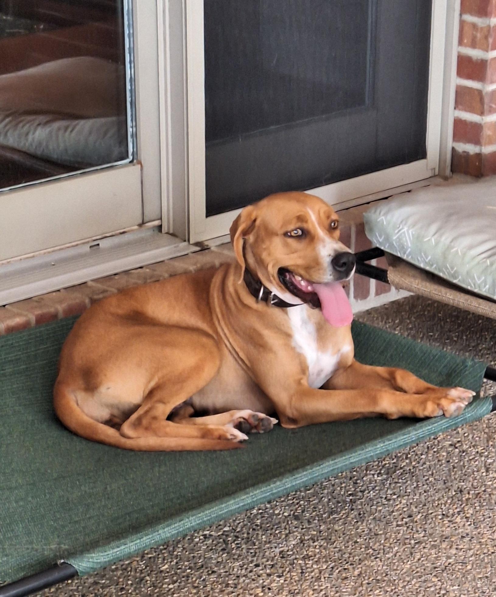 Sadie, an adoptable mixed breed in Stanton, KY image 4/6