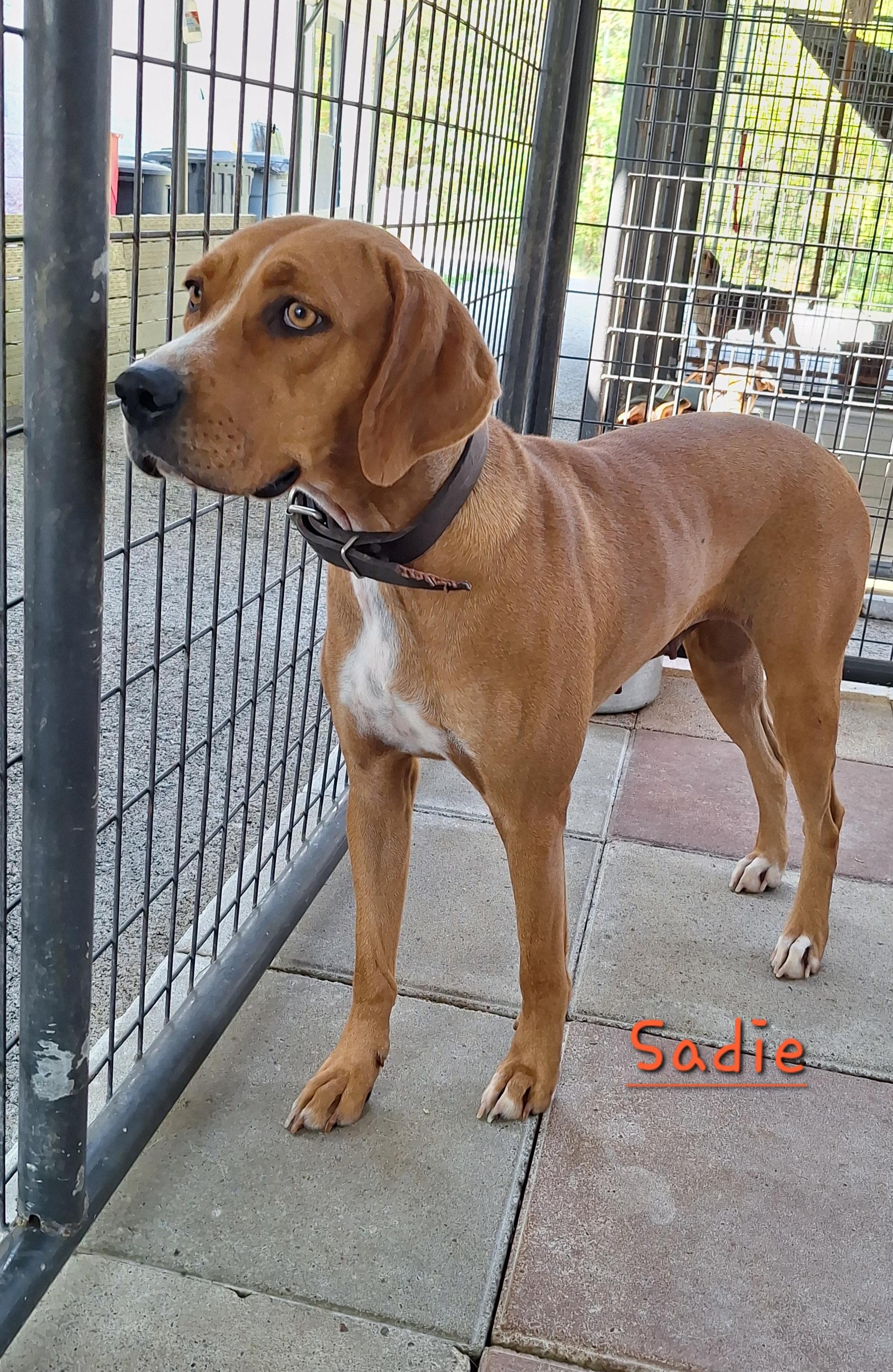 Sadie, an adoptable mixed breed in Stanton, KY image 5/6
