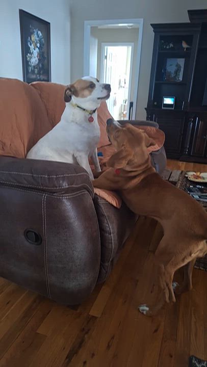 Enlarge Sadie - inquiry pending, an adoption pending mixed breed in Stanton, KY video 6/6