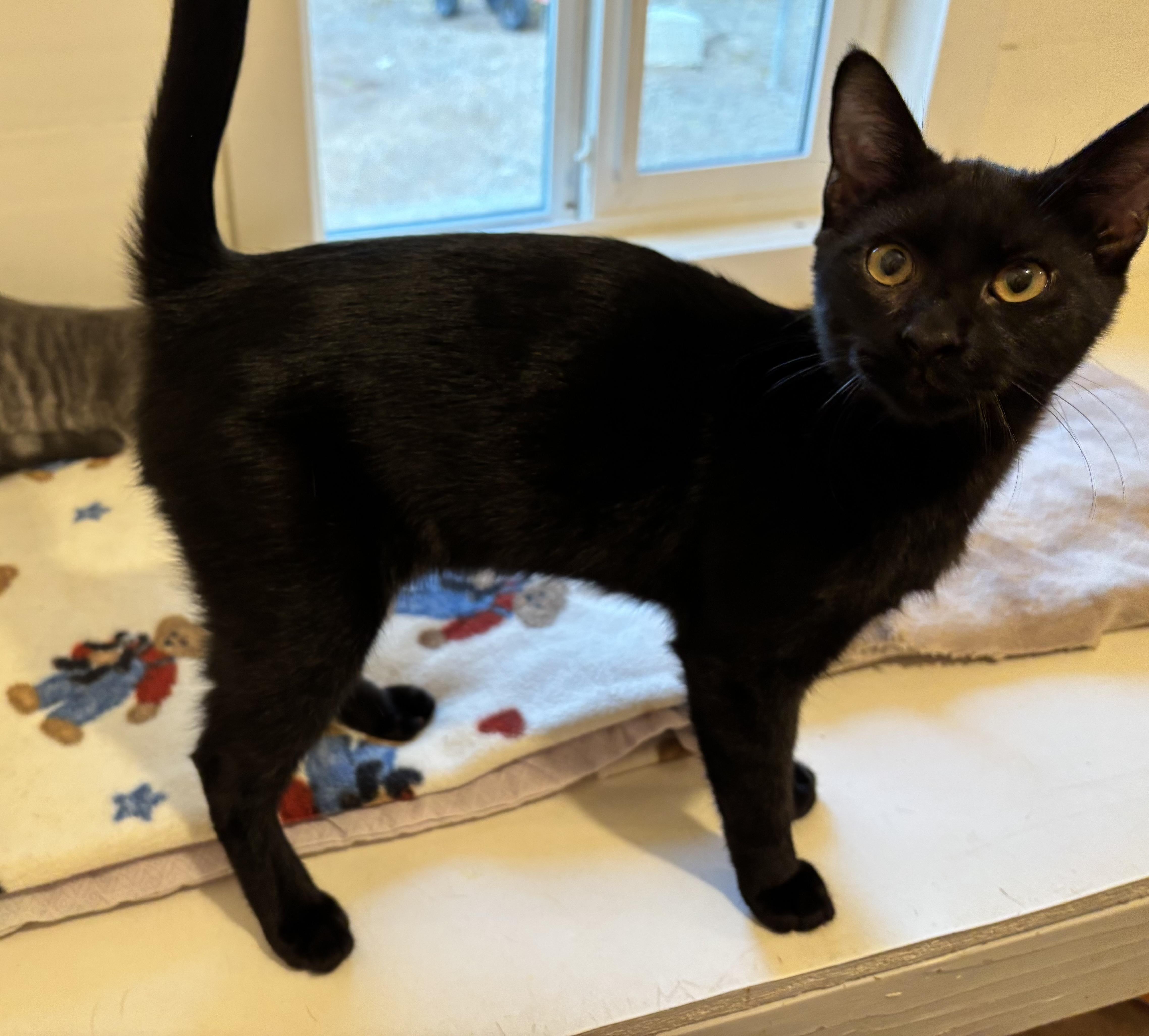 Enlarge Charlie, a Adoptable Domestic Short Hair in Sierra Vista, AZ image 2/3