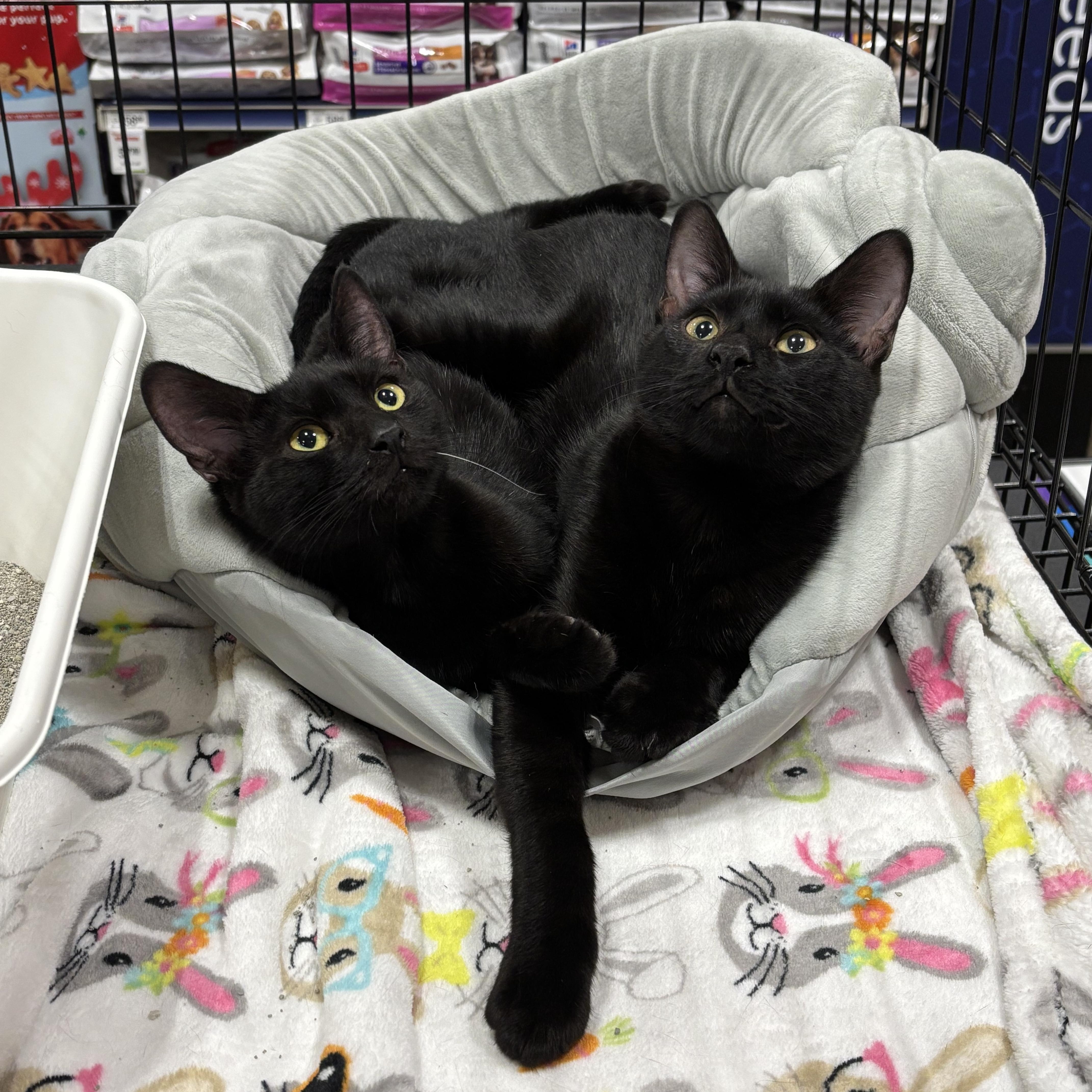 Enlarge Charlie, a Adoptable Domestic Short Hair in Sierra Vista, AZ image 3/3