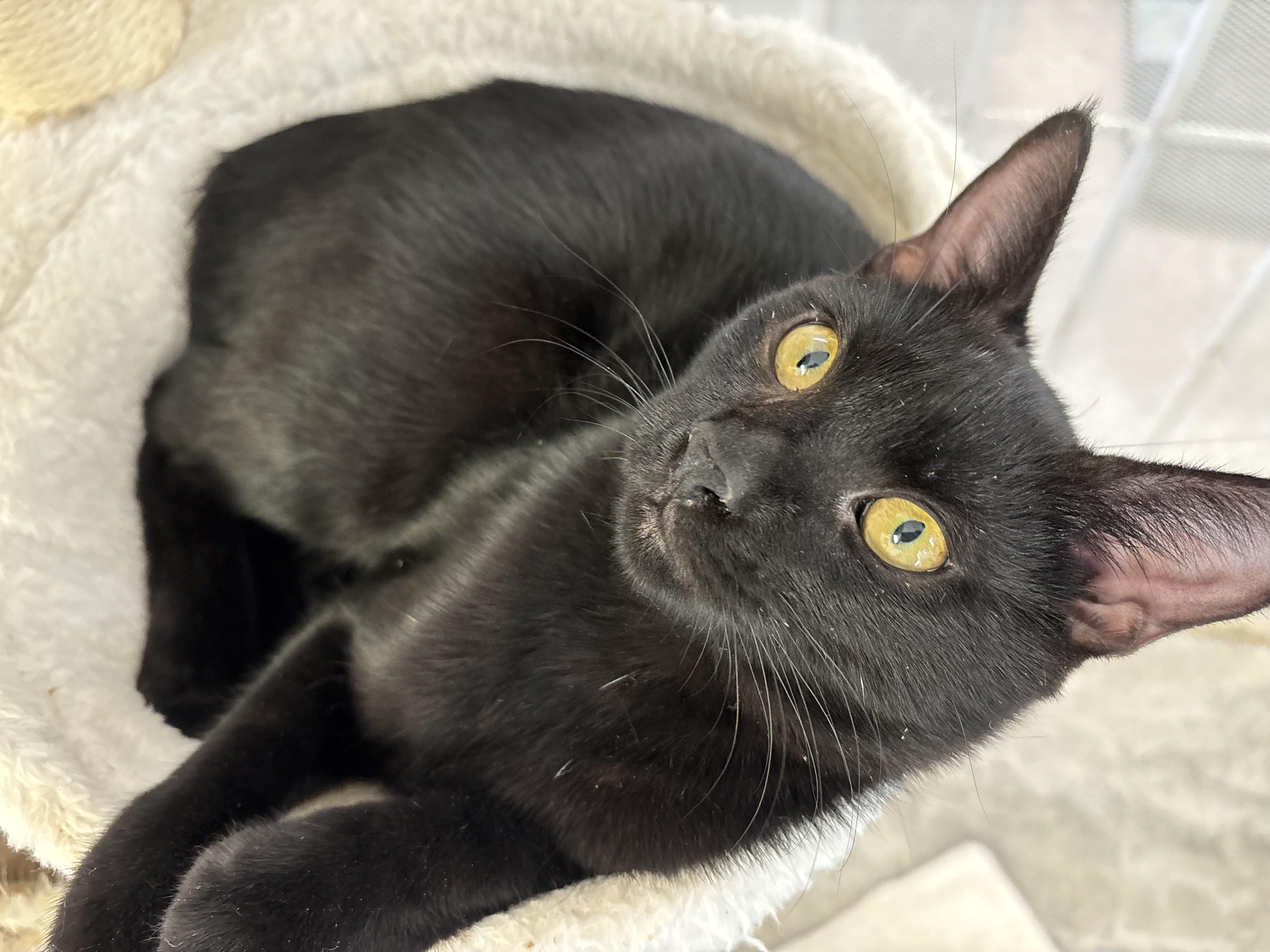 Charlie, Adoptable, Young Male Domestic Short Hair.