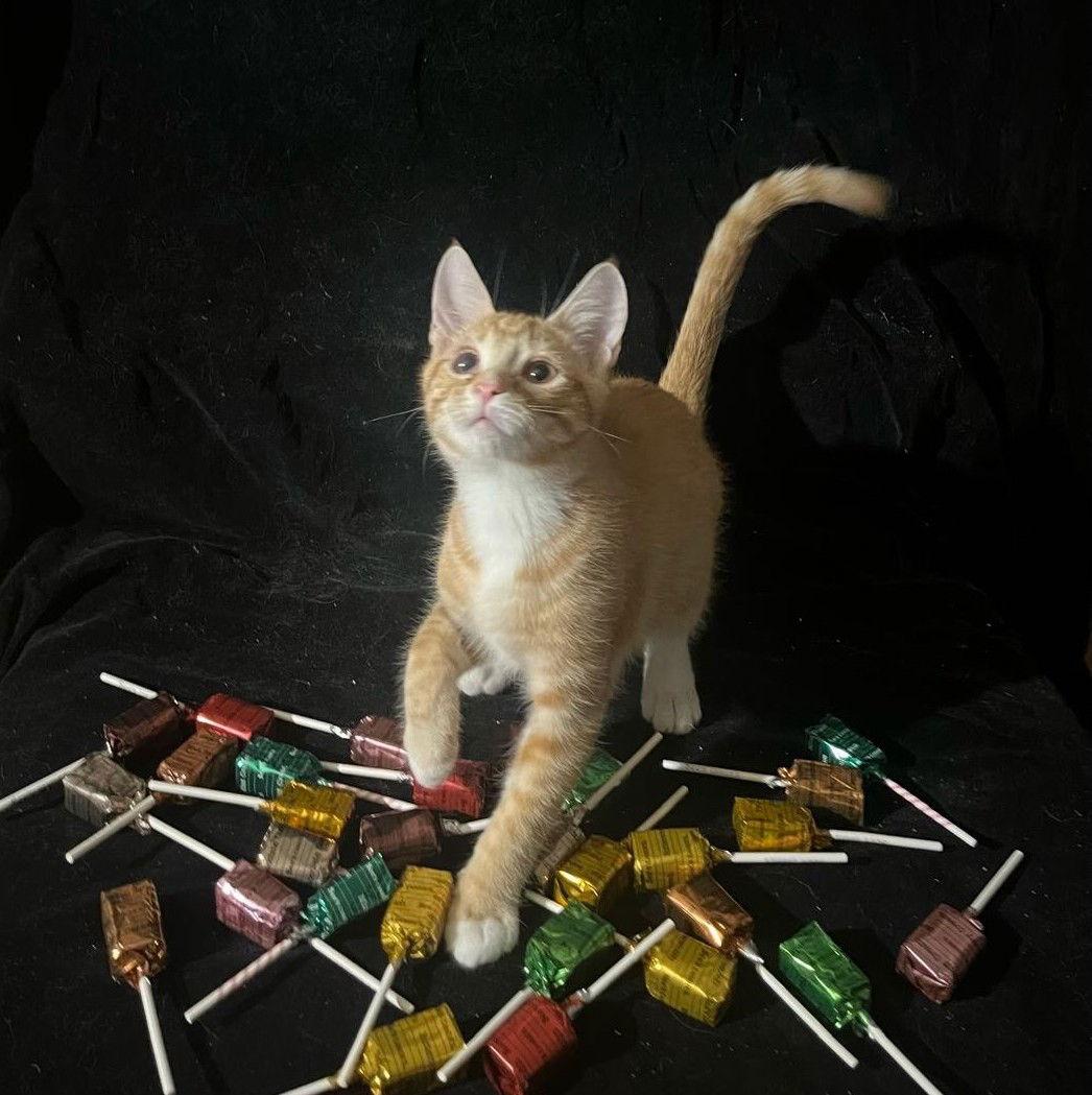 Enlarge Tiger Lily (& Lollipop), a Adoptable Domestic Short Hair in Castro Valley, CA image 1/3