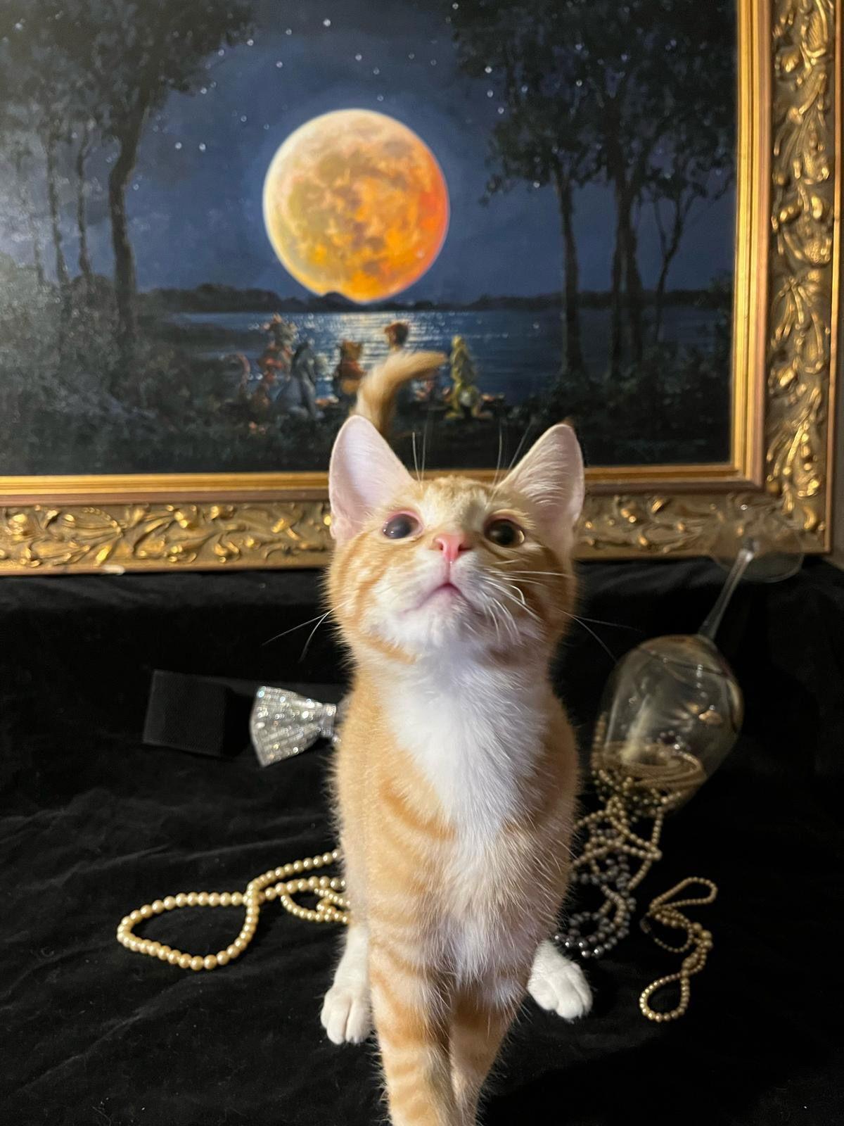 Enlarge Tiger Lily (& Lollipop), a Adoptable Domestic Short Hair in Castro Valley, CA image 2/3