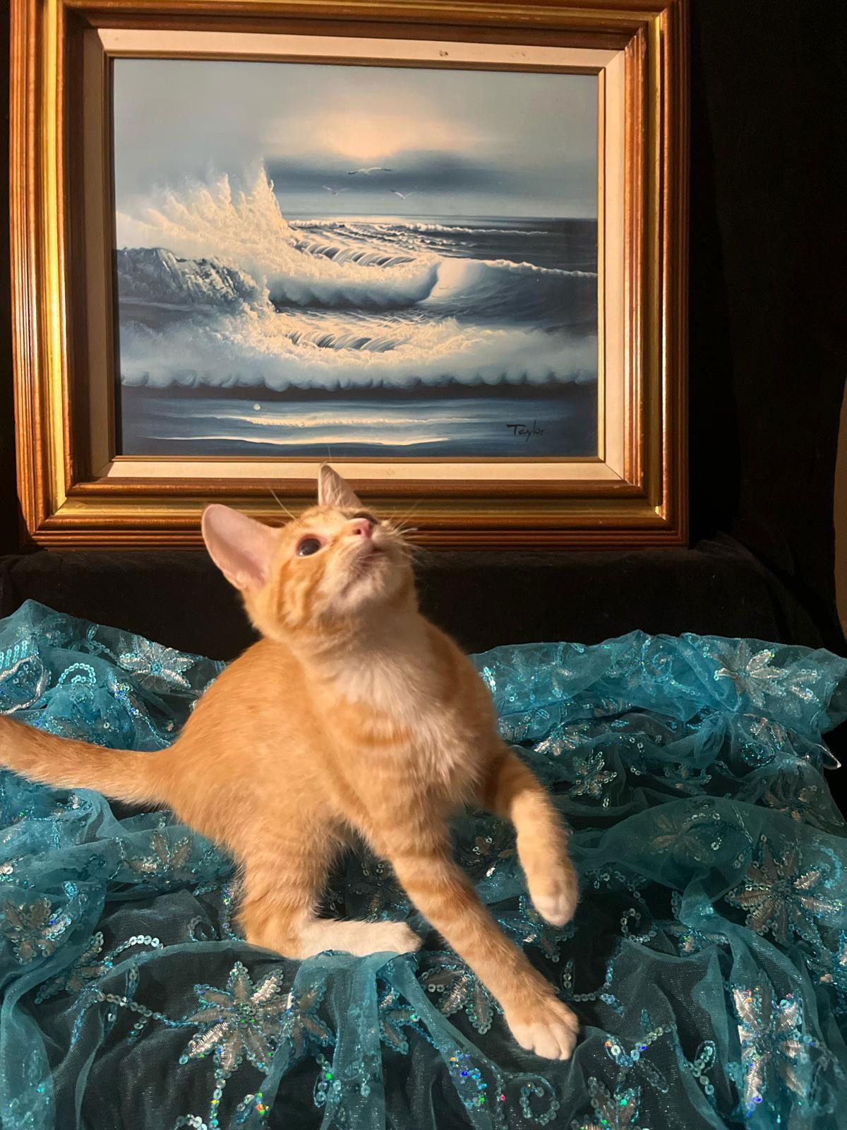 Enlarge Tiger Lily (& Lollipop), a Adoptable Domestic Short Hair in Castro Valley, CA image 3/3