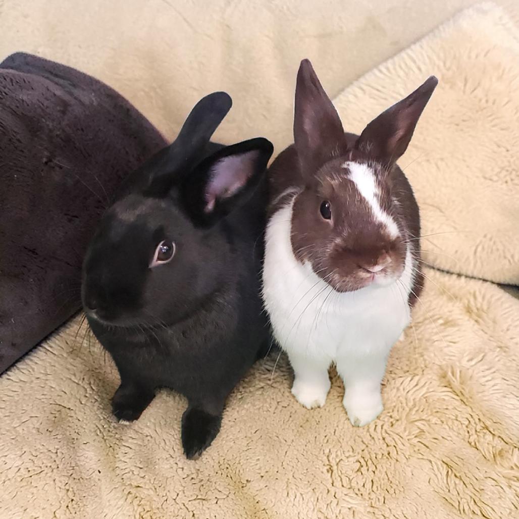 Enlarge Ganache (bonded to Pismo), a Adoptable Dutch in Murrieta, CA image 1/5