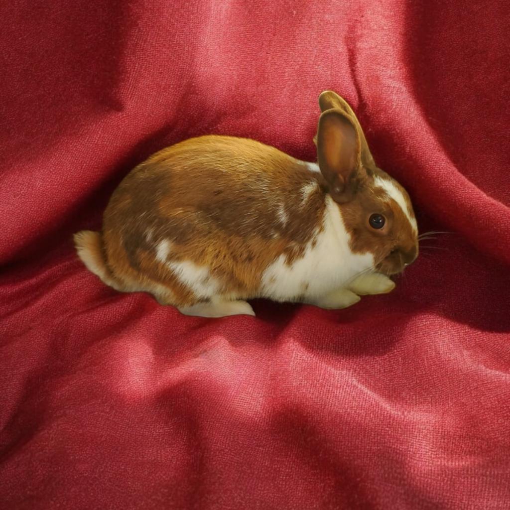 Enlarge Ganache (bonded to Pismo), a Adoptable Dutch in Murrieta, CA image 2/4