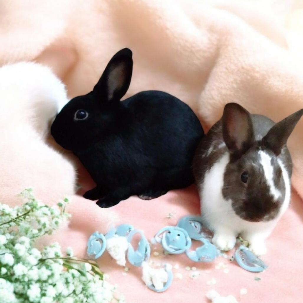 Enlarge Ganache (bonded to Pismo), a Adoptable Dutch in Murrieta, CA image 3/4