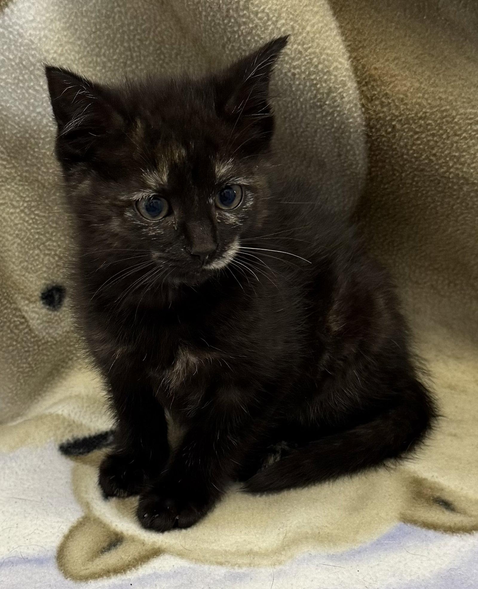 Toast, Adopted, Young Female Domestic Short Hair.