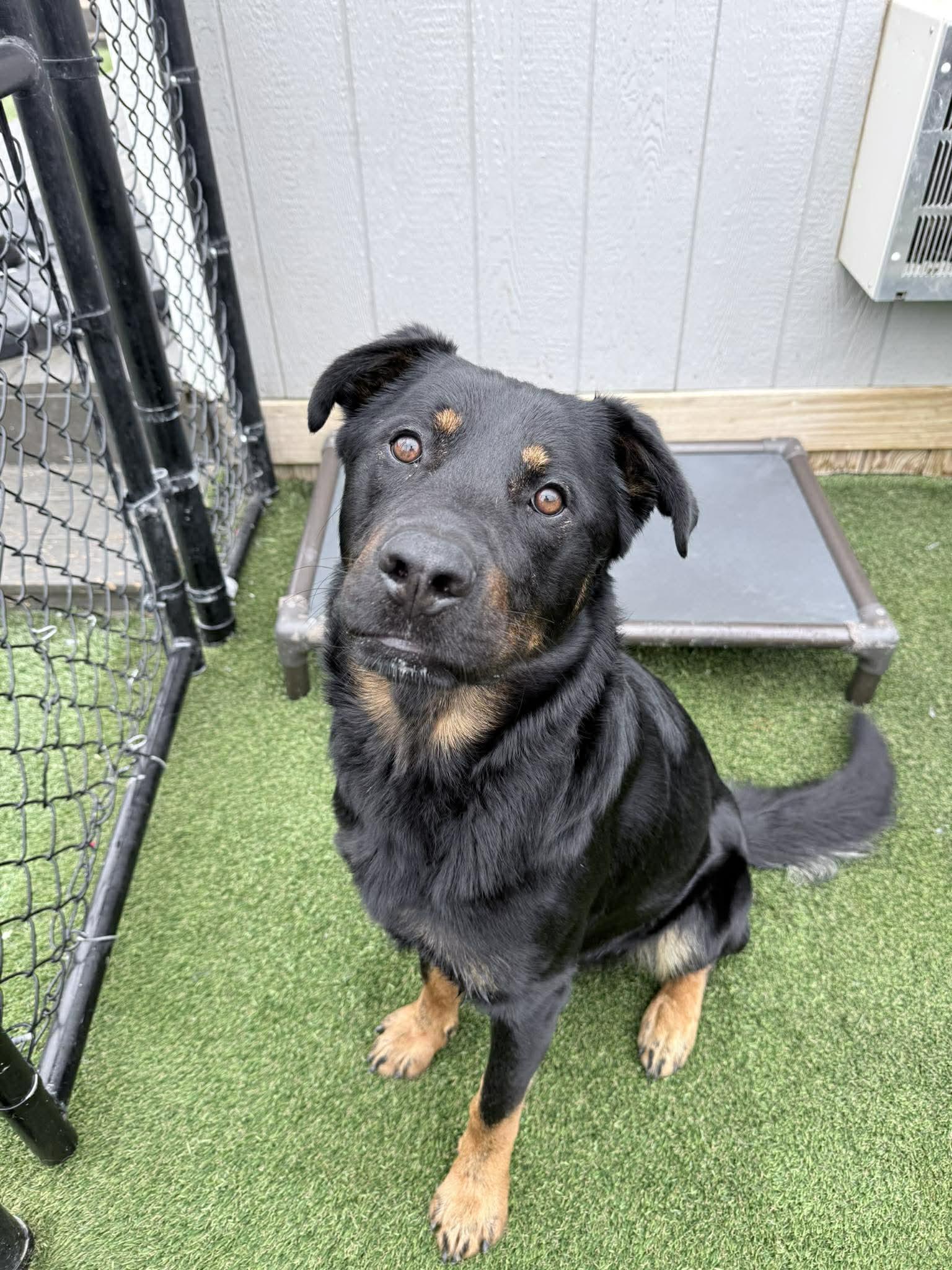 Dax, a ADOPTABLE mixed breed in Richmond, KY image 3/6